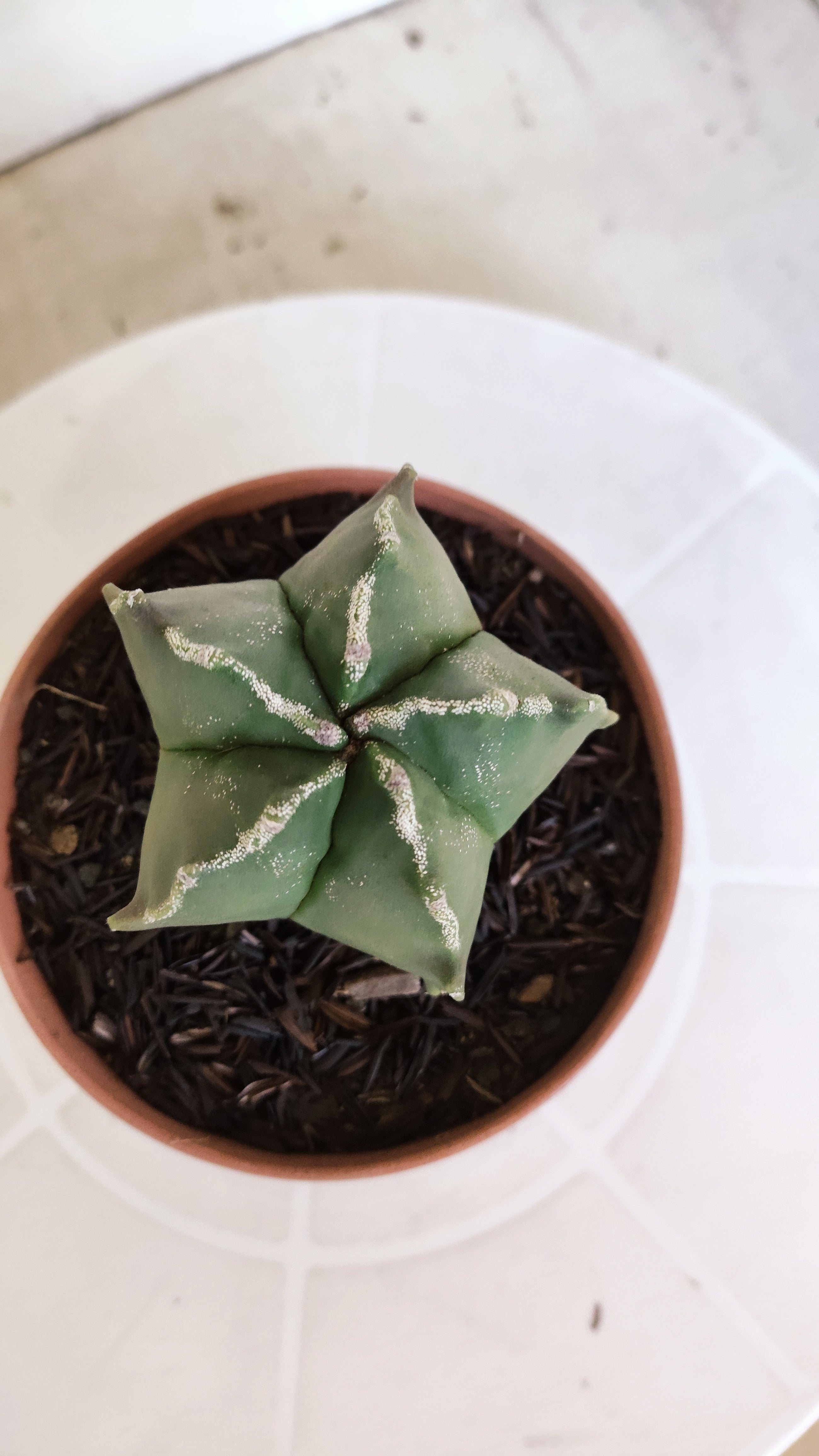 ASTROPHYTUM MYRIOSTIGMA Nº 1208 – vaso 11