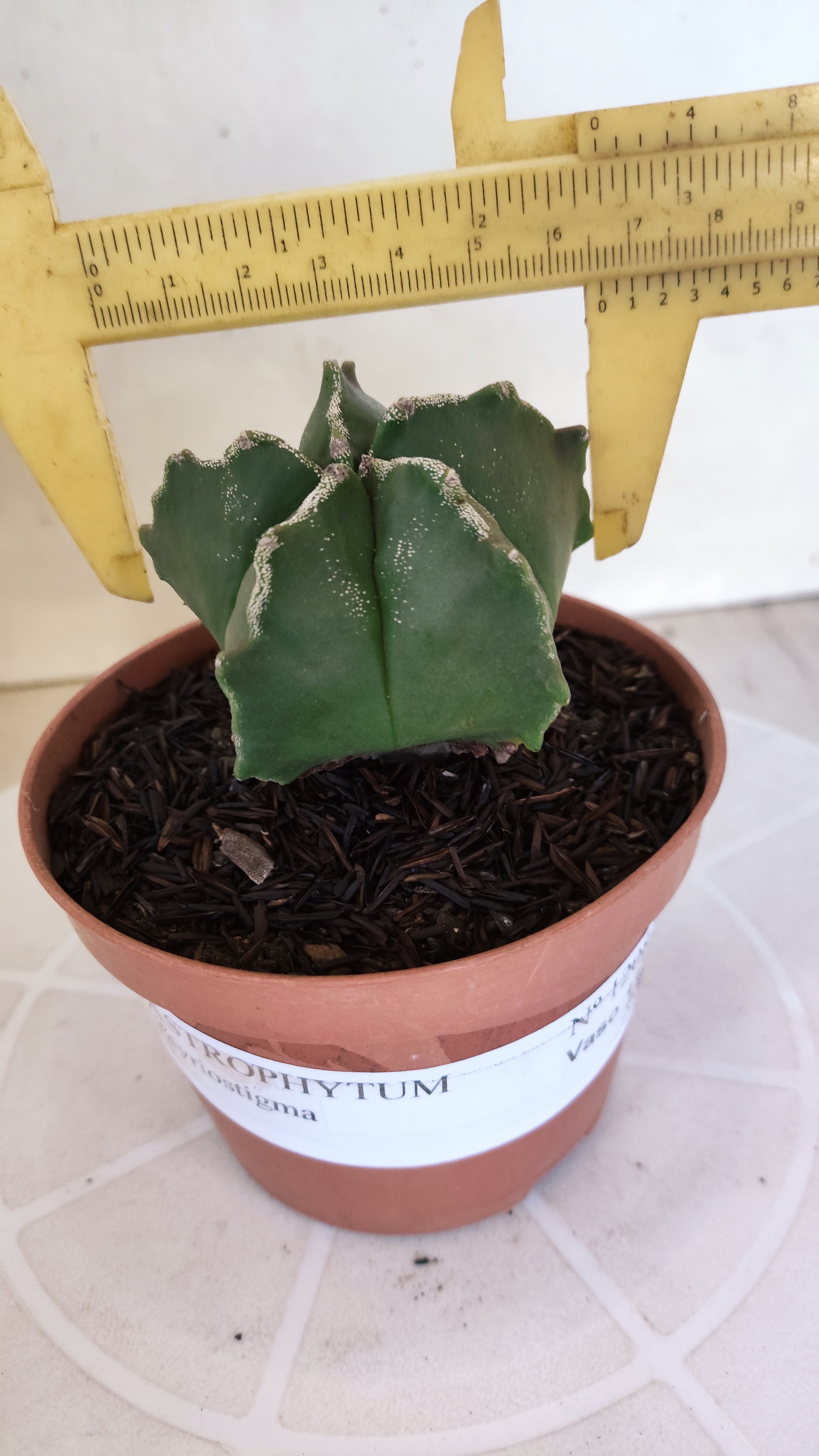 ASTROPHYTUM MYRIOSTIGMA Nº 1208 – vaso 11