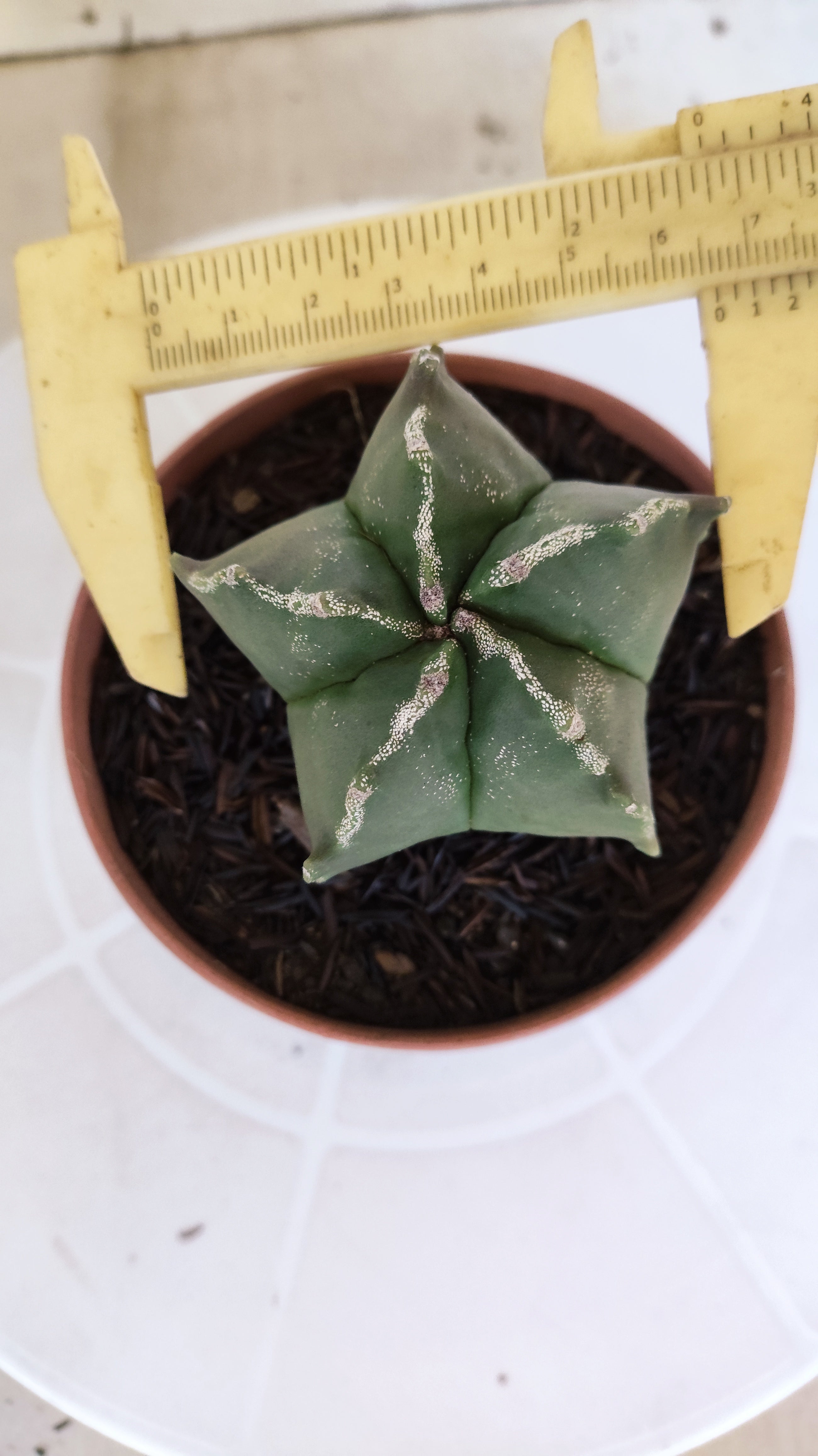 ASTROPHYTUM MYRIOSTIGMA Nº 1208 – vaso 11