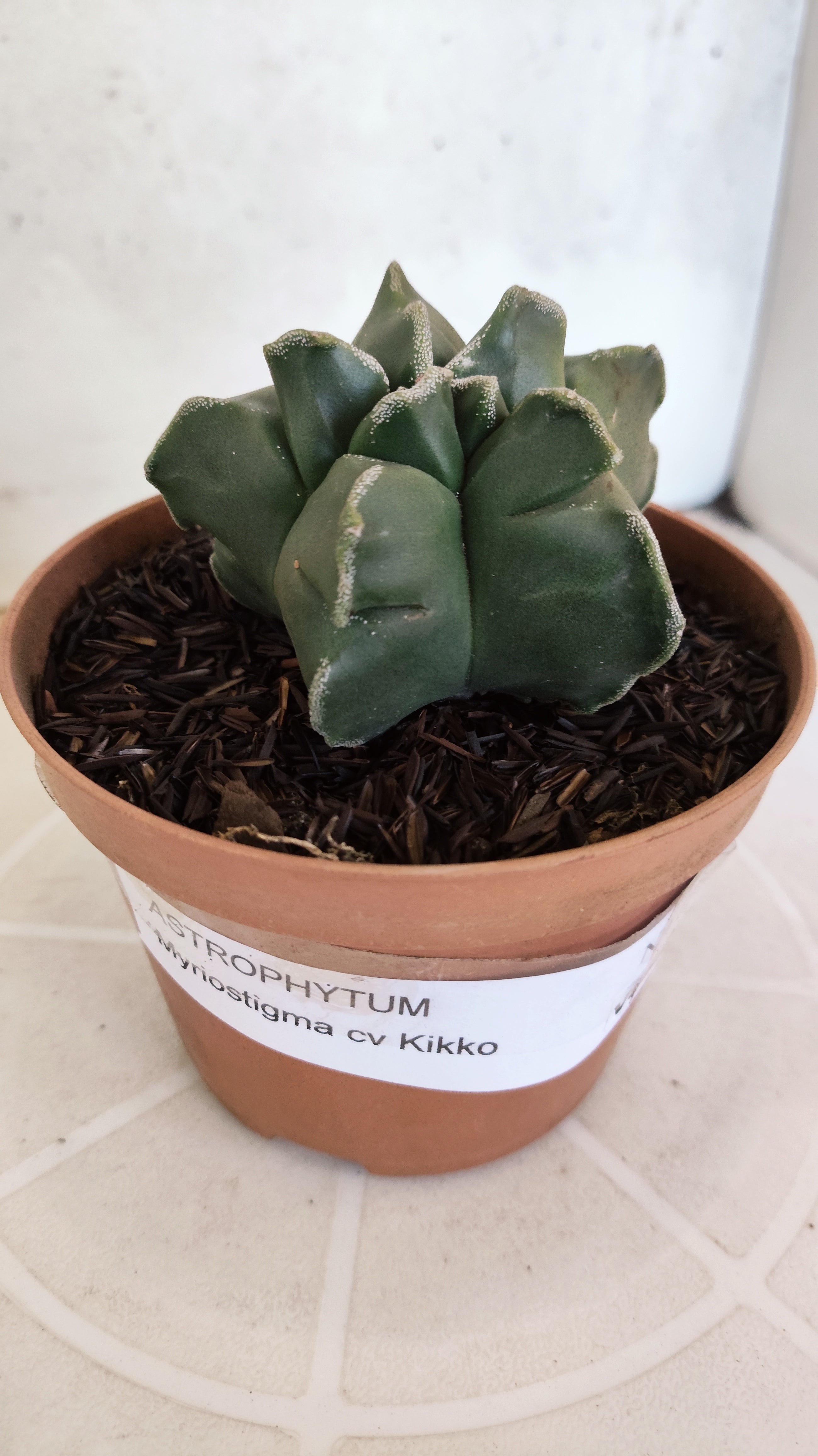 MATRIZ ASTROPHYTUM cv KIKKO  Nº 1253 – vaso 11