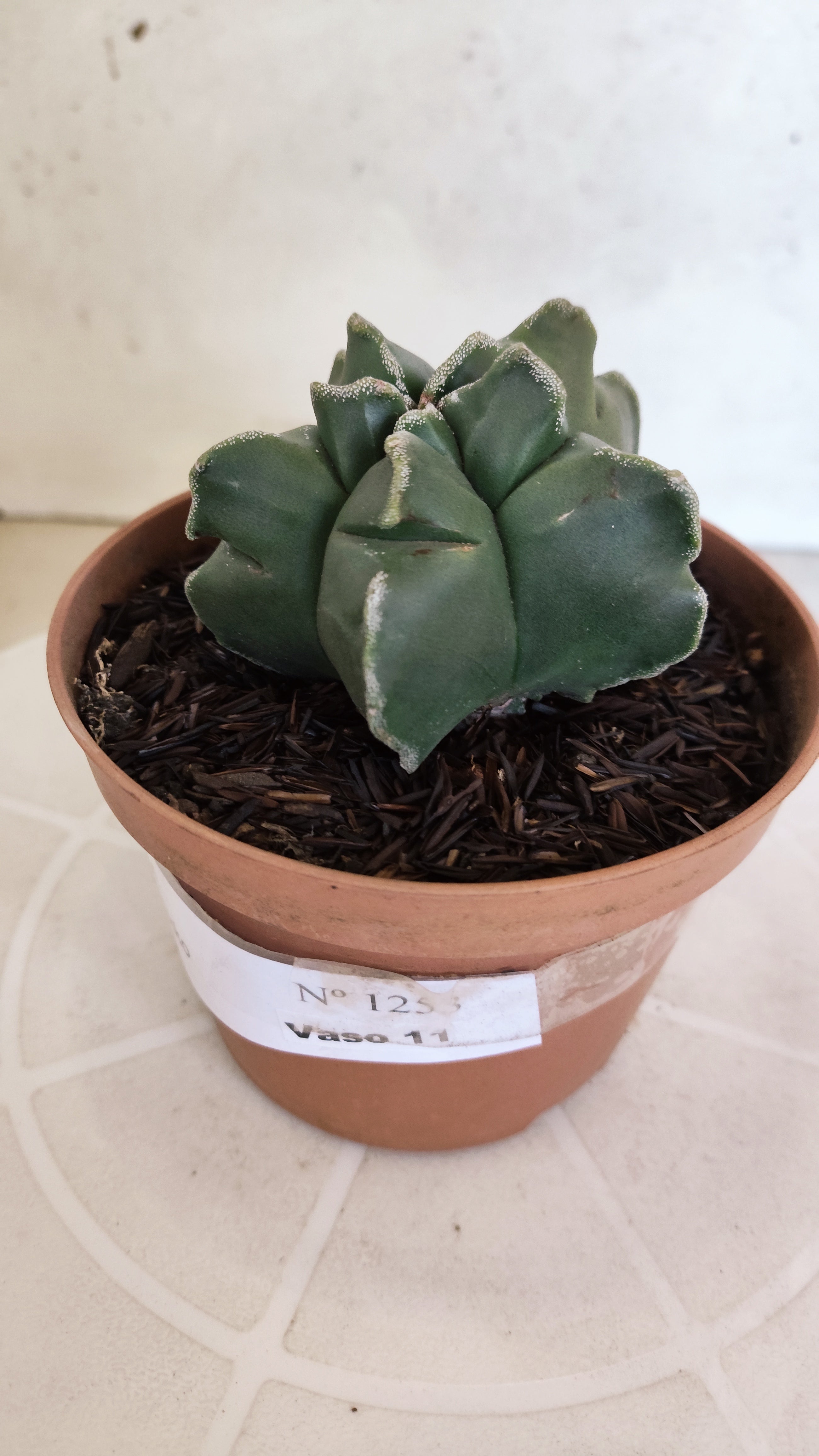 MATRIZ ASTROPHYTUM cv KIKKO  Nº 1253 – vaso 11