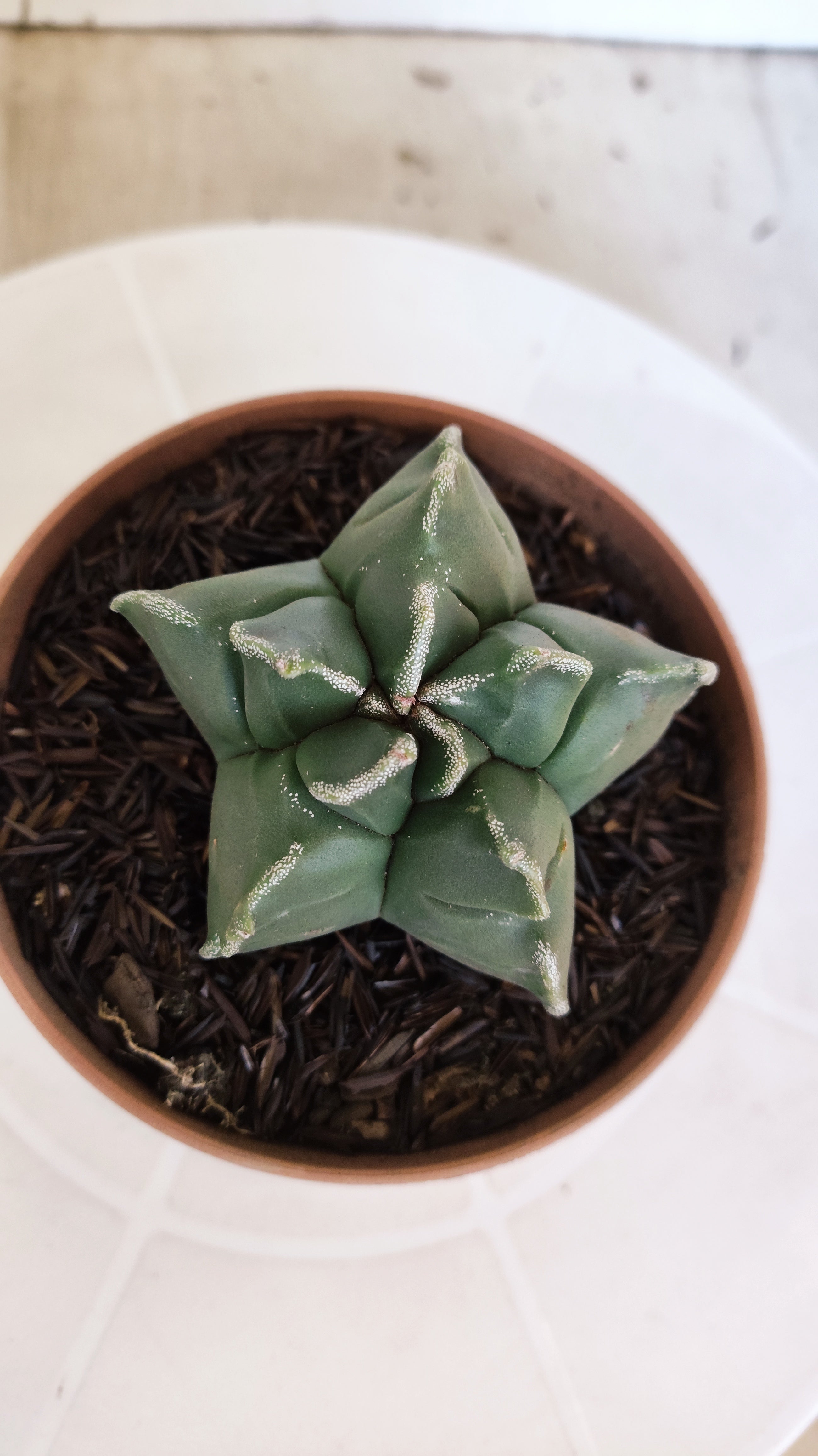 MATRIZ ASTROPHYTUM cv KIKKO  Nº 1253 – vaso 11