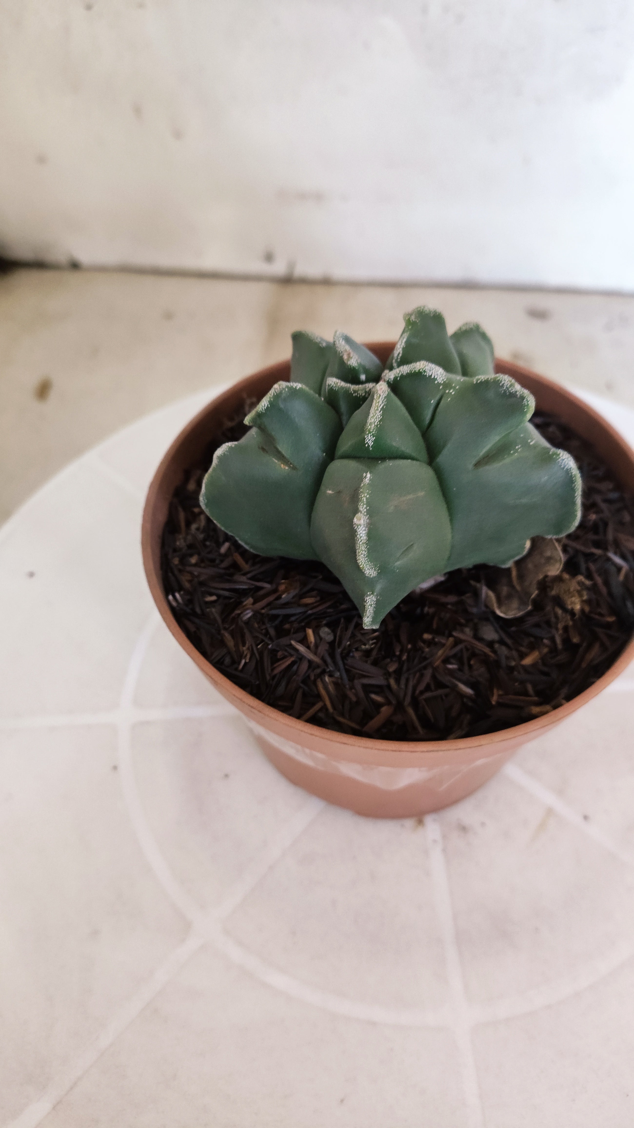 MATRIZ ASTROPHYTUM cv KIKKO  Nº 1253 – vaso 11