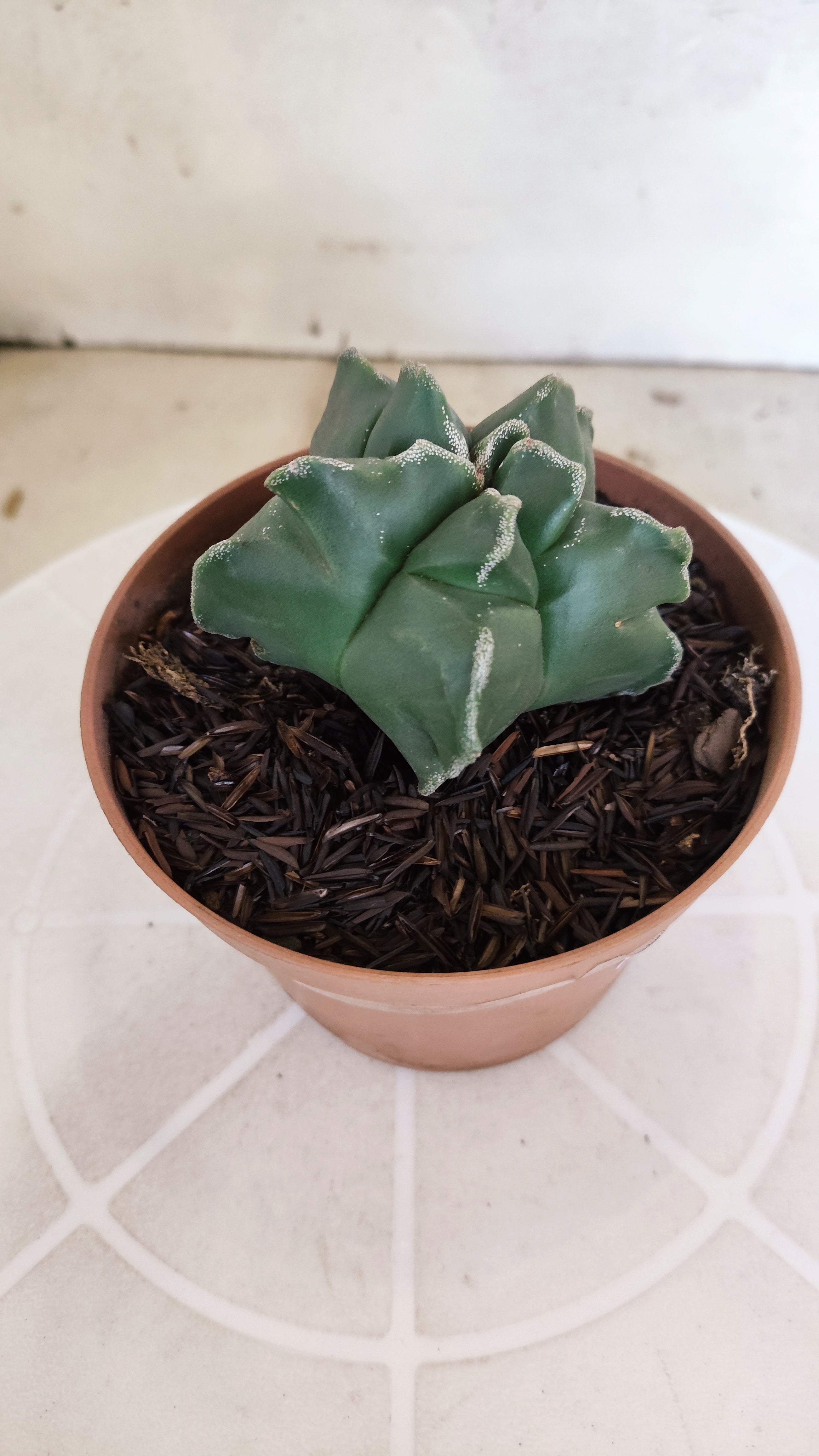 MATRIZ ASTROPHYTUM cv KIKKO  Nº 1253 – vaso 11