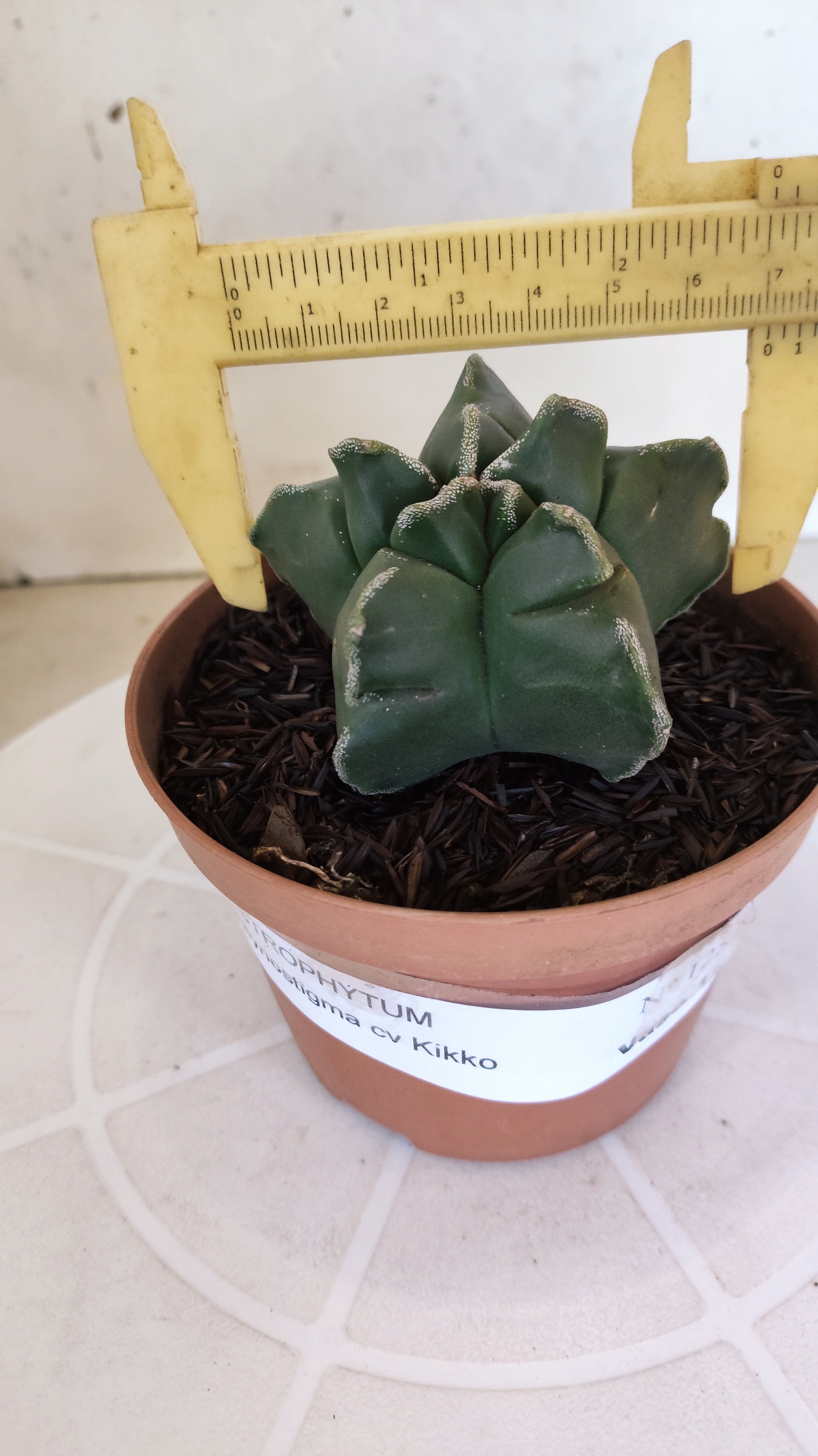 MATRIZ ASTROPHYTUM cv KIKKO  Nº 1253 – vaso 11