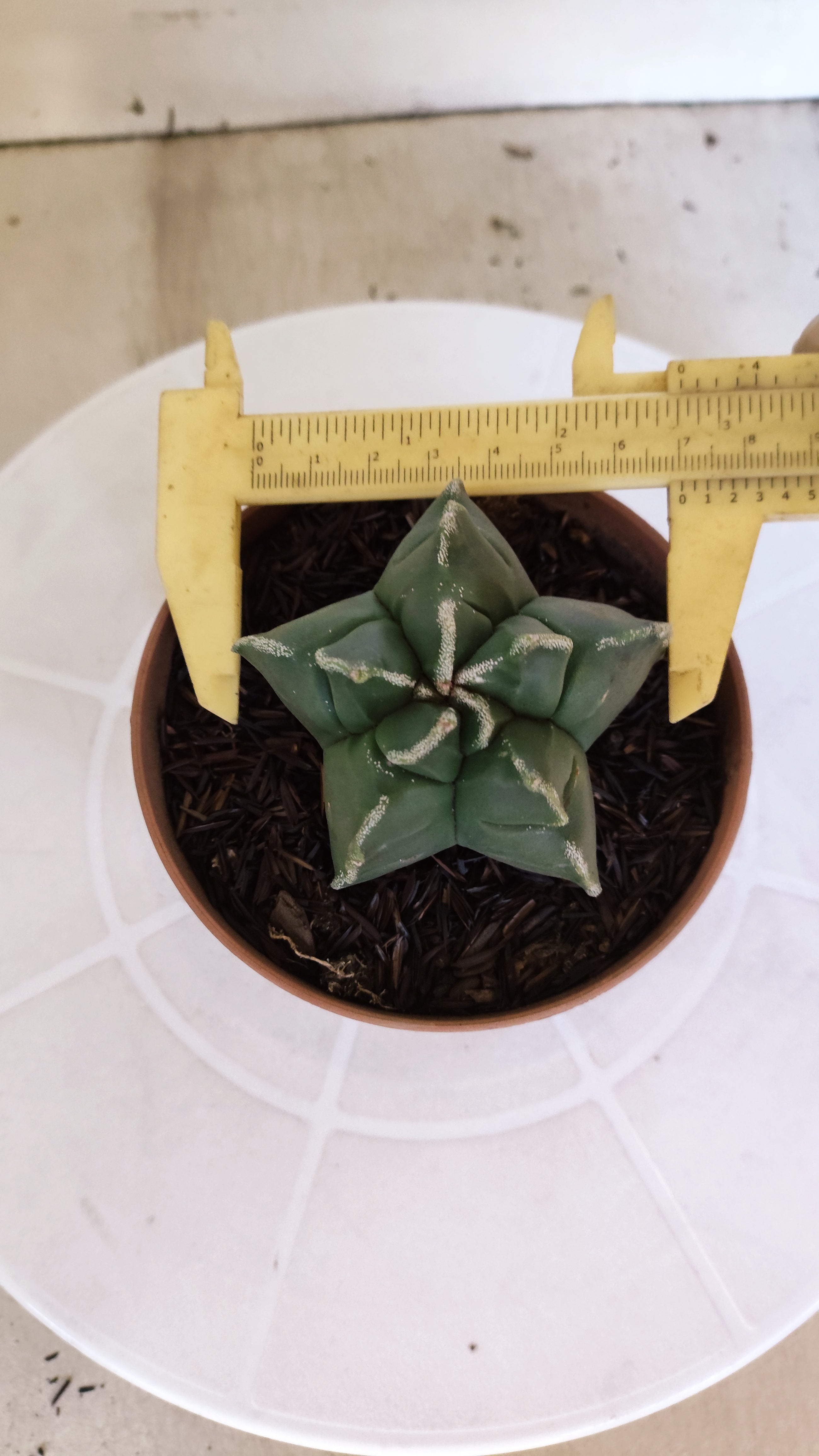 MATRIZ ASTROPHYTUM cv KIKKO  Nº 1253 – vaso 11