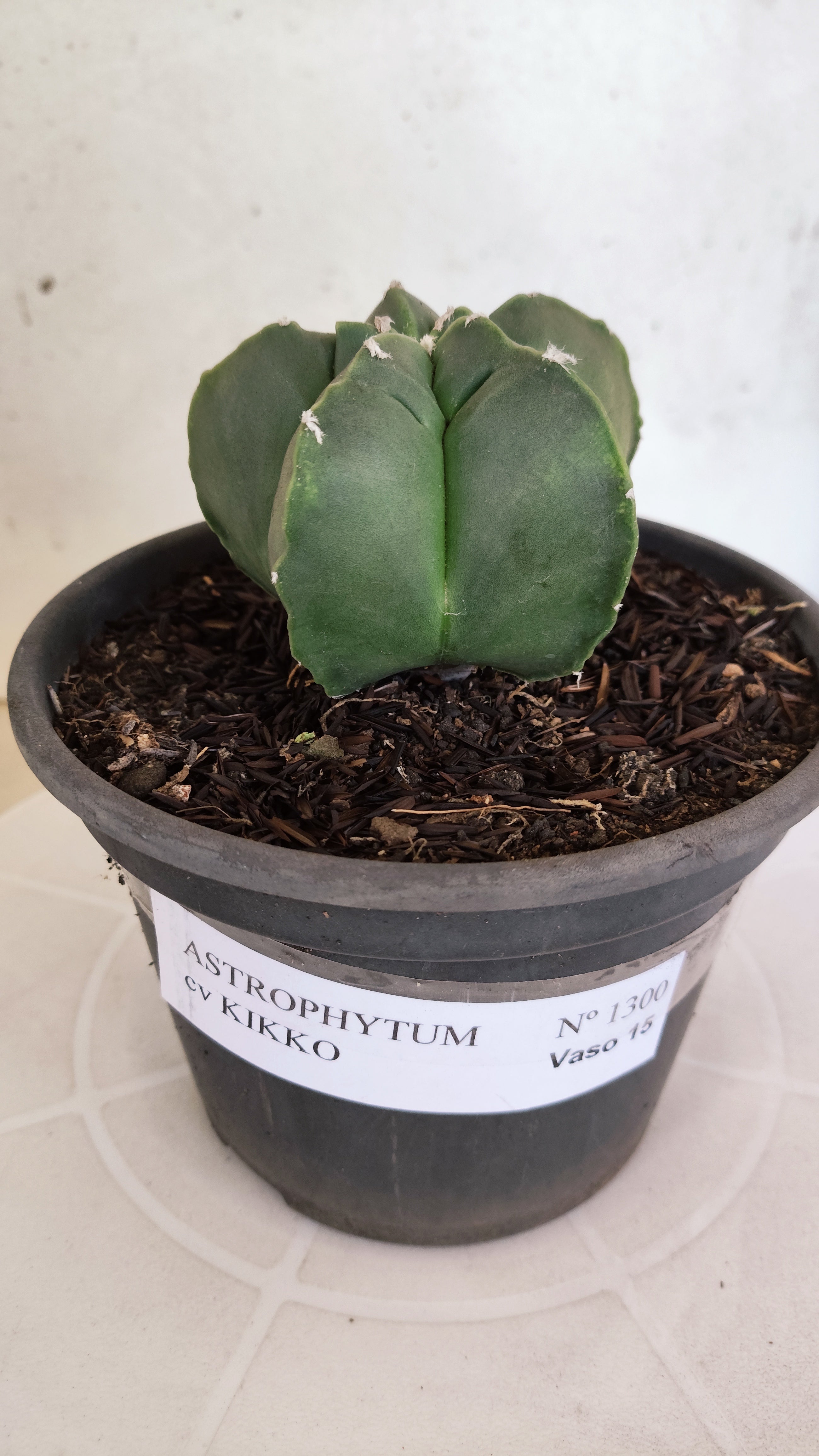 MATRIZ ASTROPHYTUM cv KIKKO  Nº 1300 – vaso 15