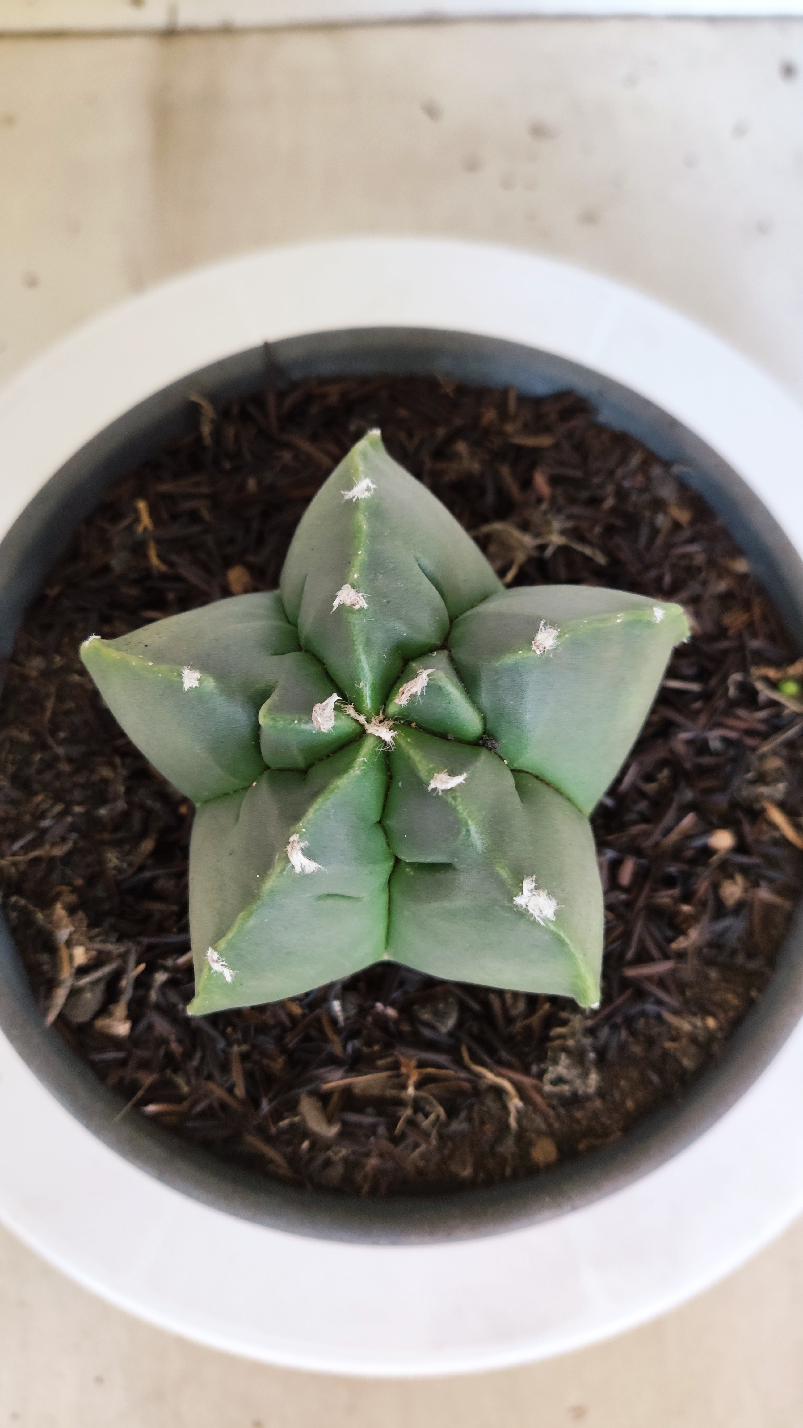 MATRIZ ASTROPHYTUM cv KIKKO  Nº 1300 – vaso 15