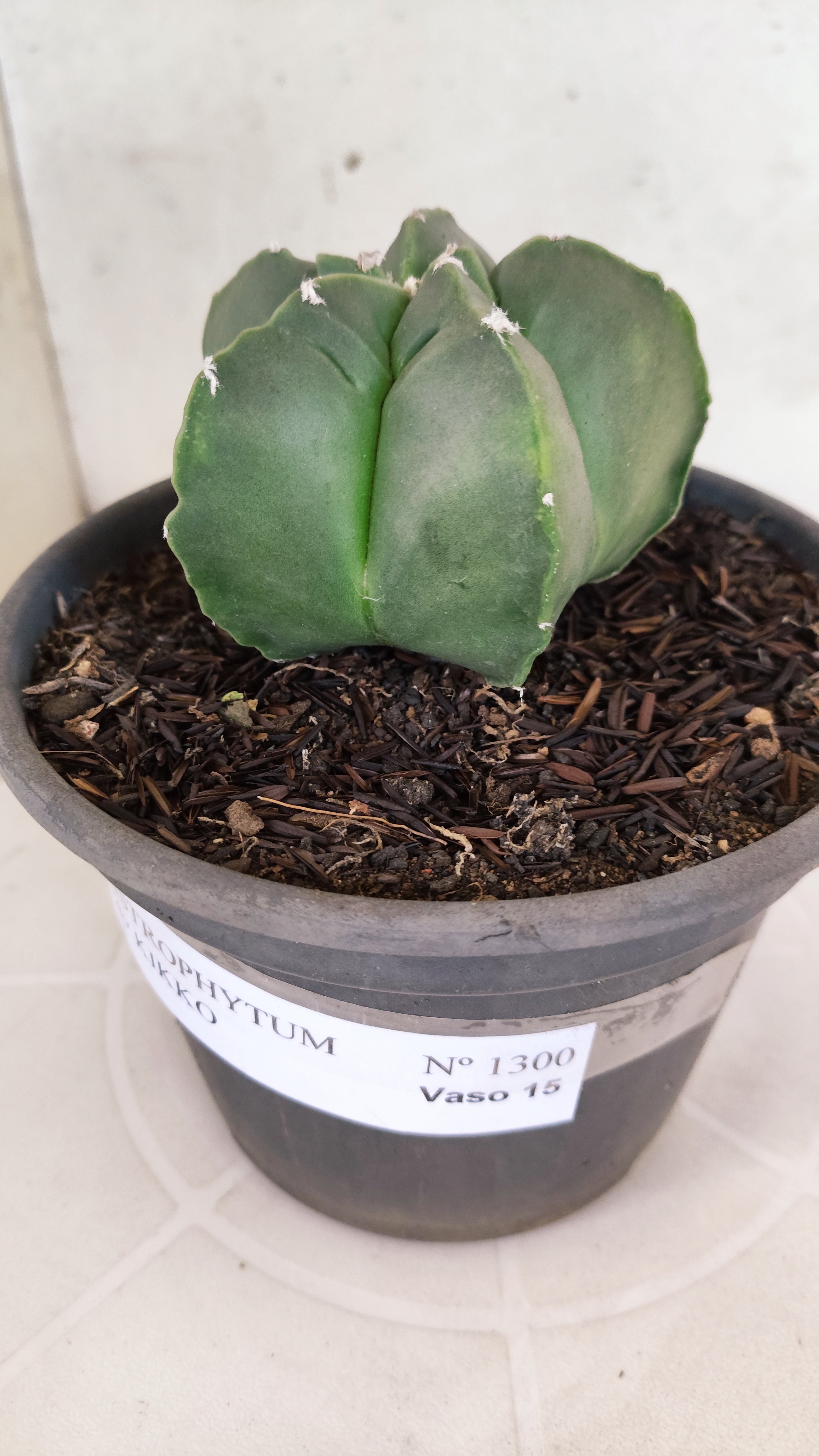 MATRIZ ASTROPHYTUM cv KIKKO  Nº 1300 – vaso 15