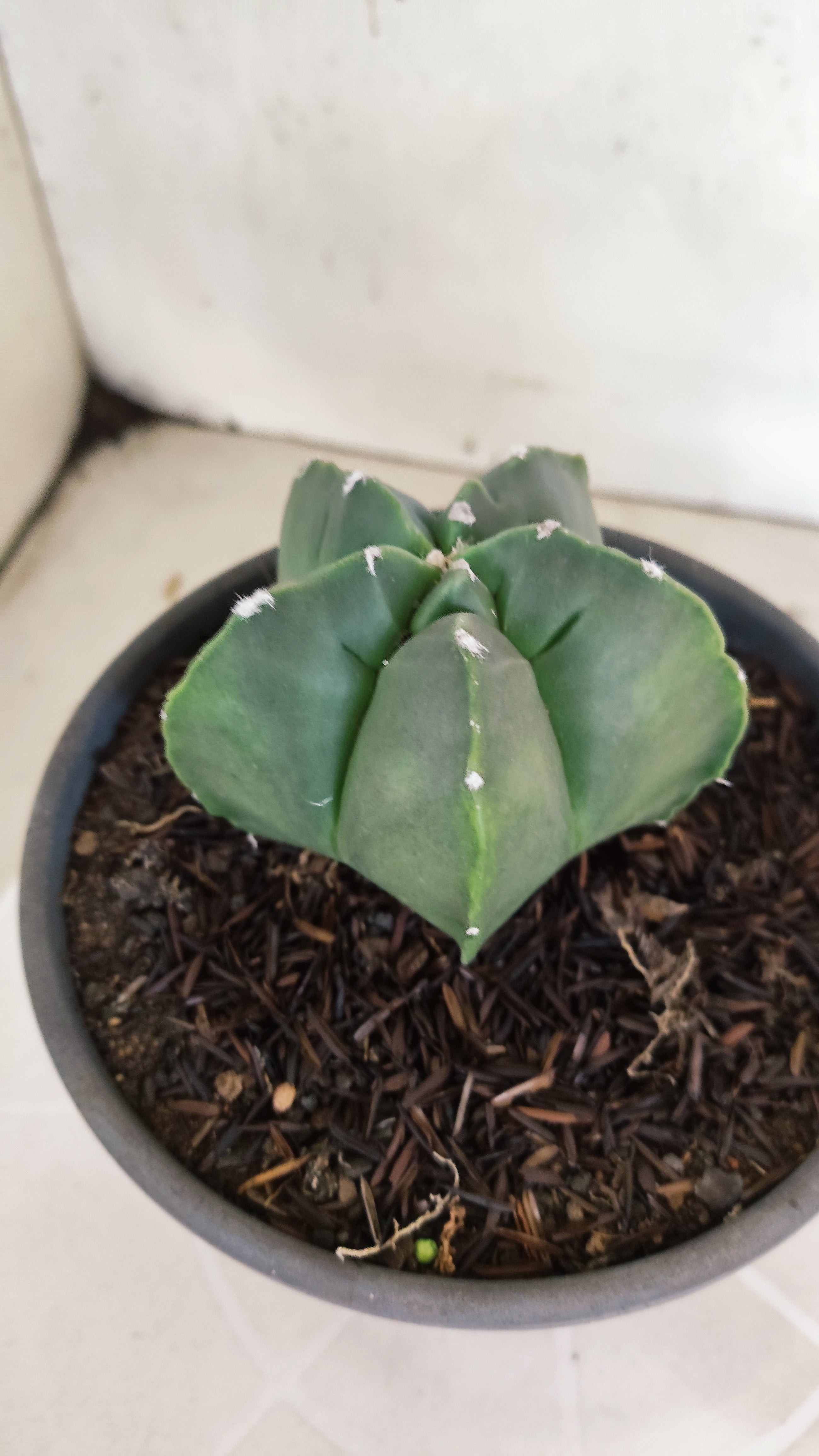 MATRIZ ASTROPHYTUM cv KIKKO  Nº 1300 – vaso 15