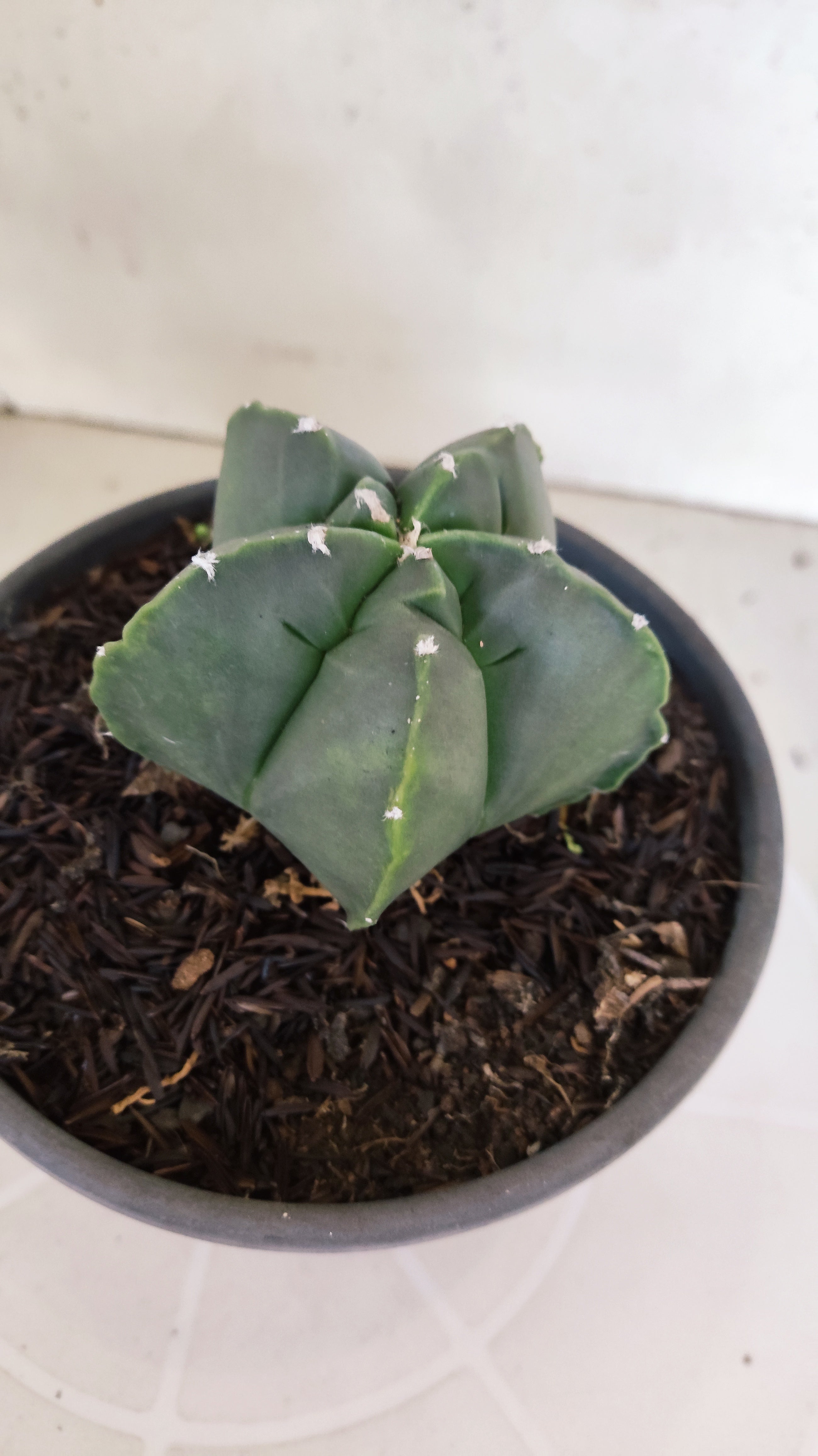 MATRIZ ASTROPHYTUM cv KIKKO  Nº 1300 – vaso 15