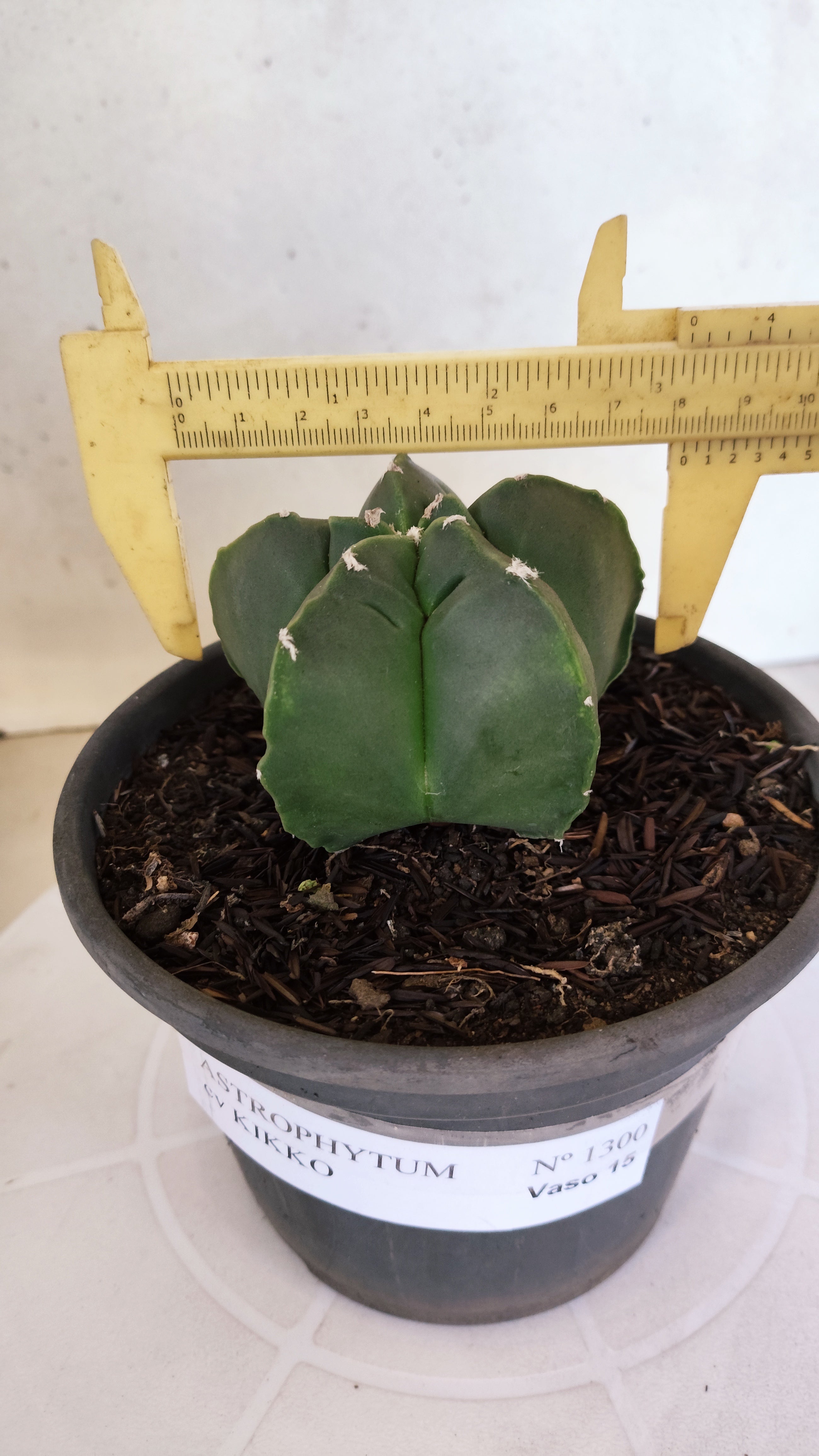 MATRIZ ASTROPHYTUM cv KIKKO  Nº 1300 – vaso 15