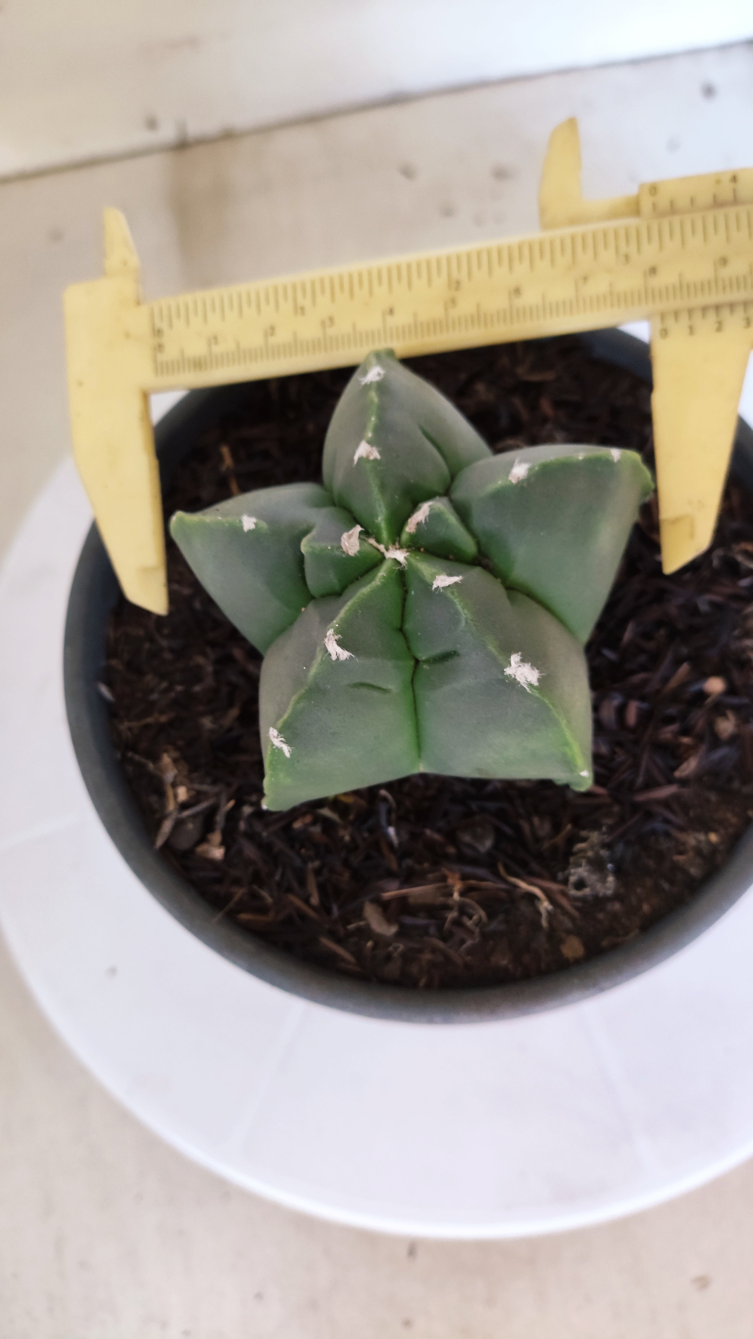 MATRIZ ASTROPHYTUM cv KIKKO  Nº 1300 – vaso 15
