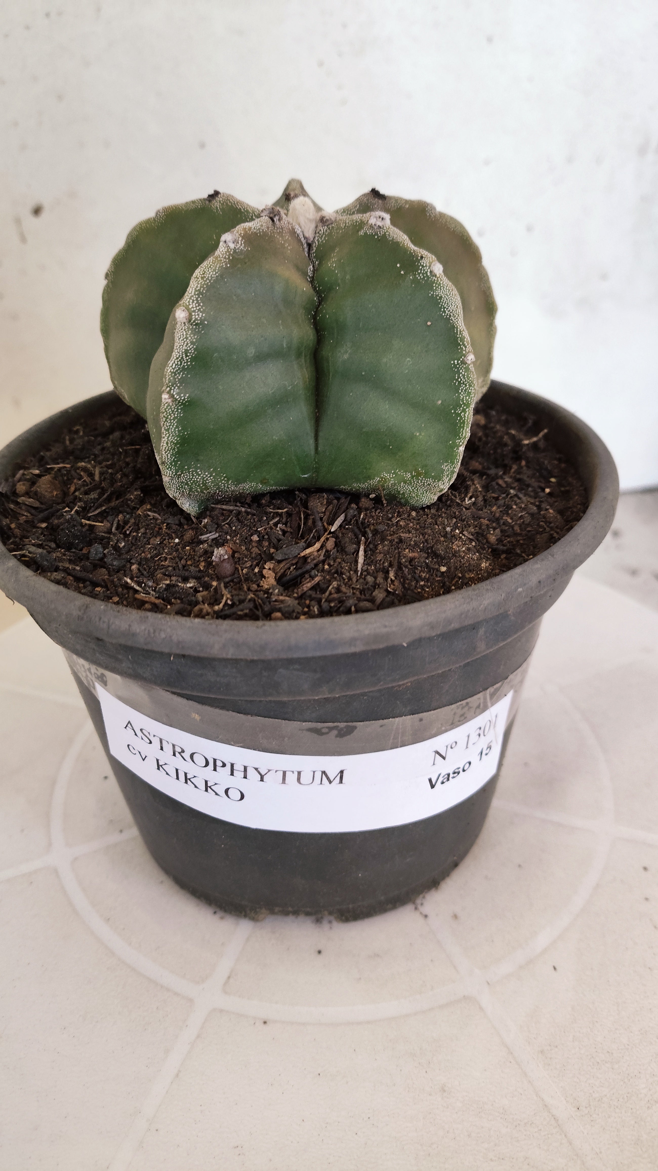 MATRIZ ASTROPHYTUM cv KIKKO  Nº 1301 – vaso 15
