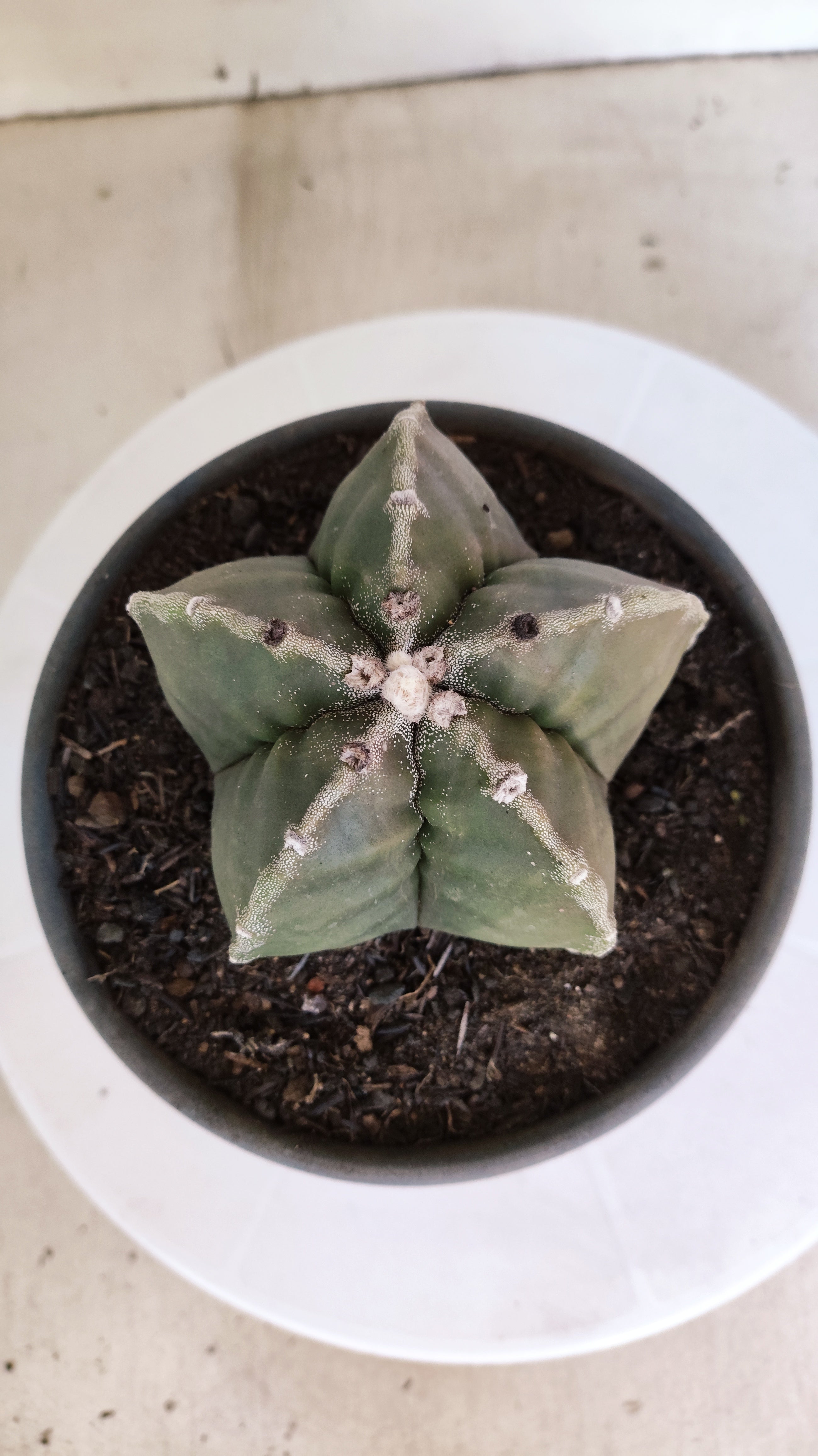 MATRIZ ASTROPHYTUM cv KIKKO  Nº 1301 – vaso 15