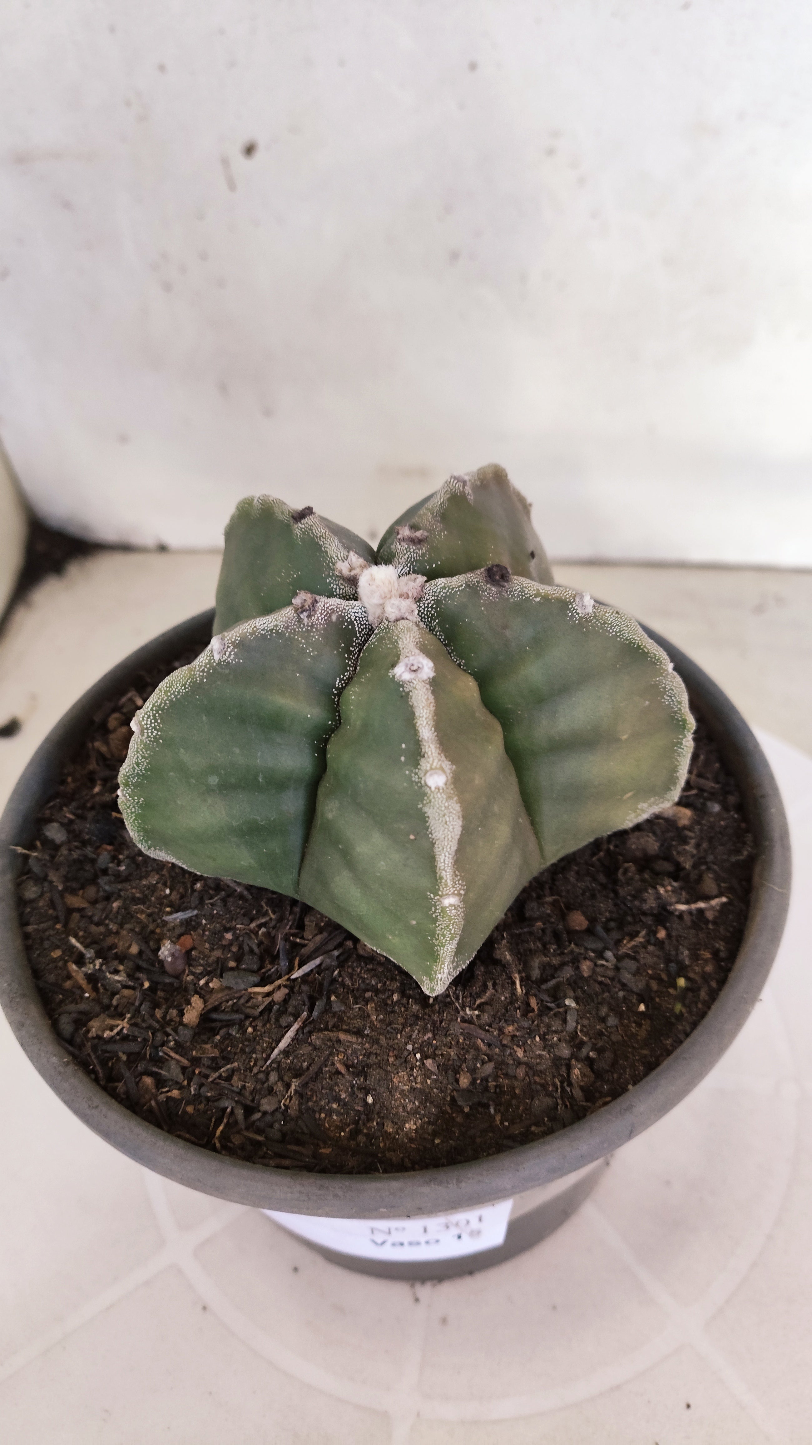 MATRIZ ASTROPHYTUM cv KIKKO  Nº 1301 – vaso 15