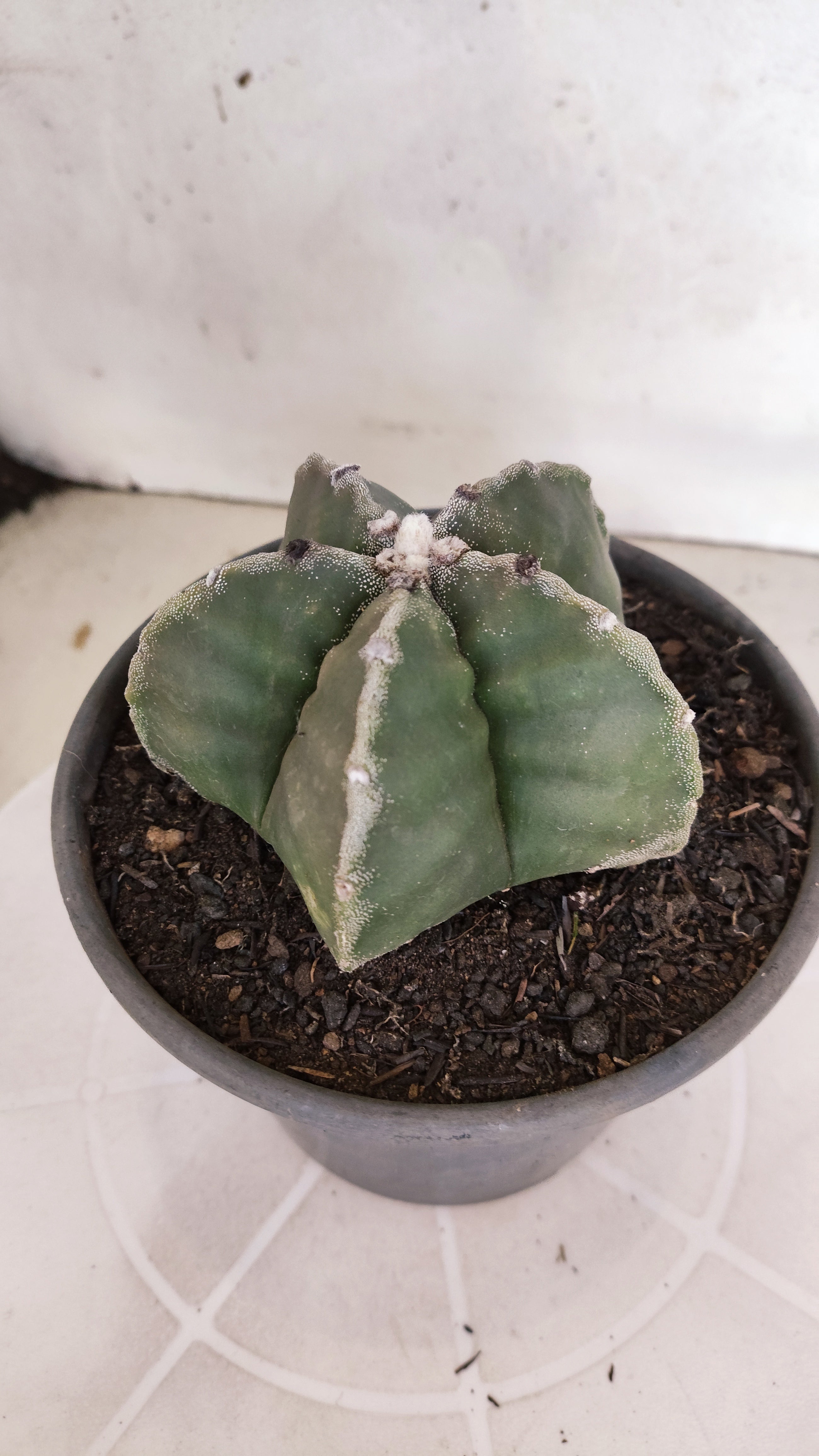 MATRIZ ASTROPHYTUM cv KIKKO  Nº 1301 – vaso 15