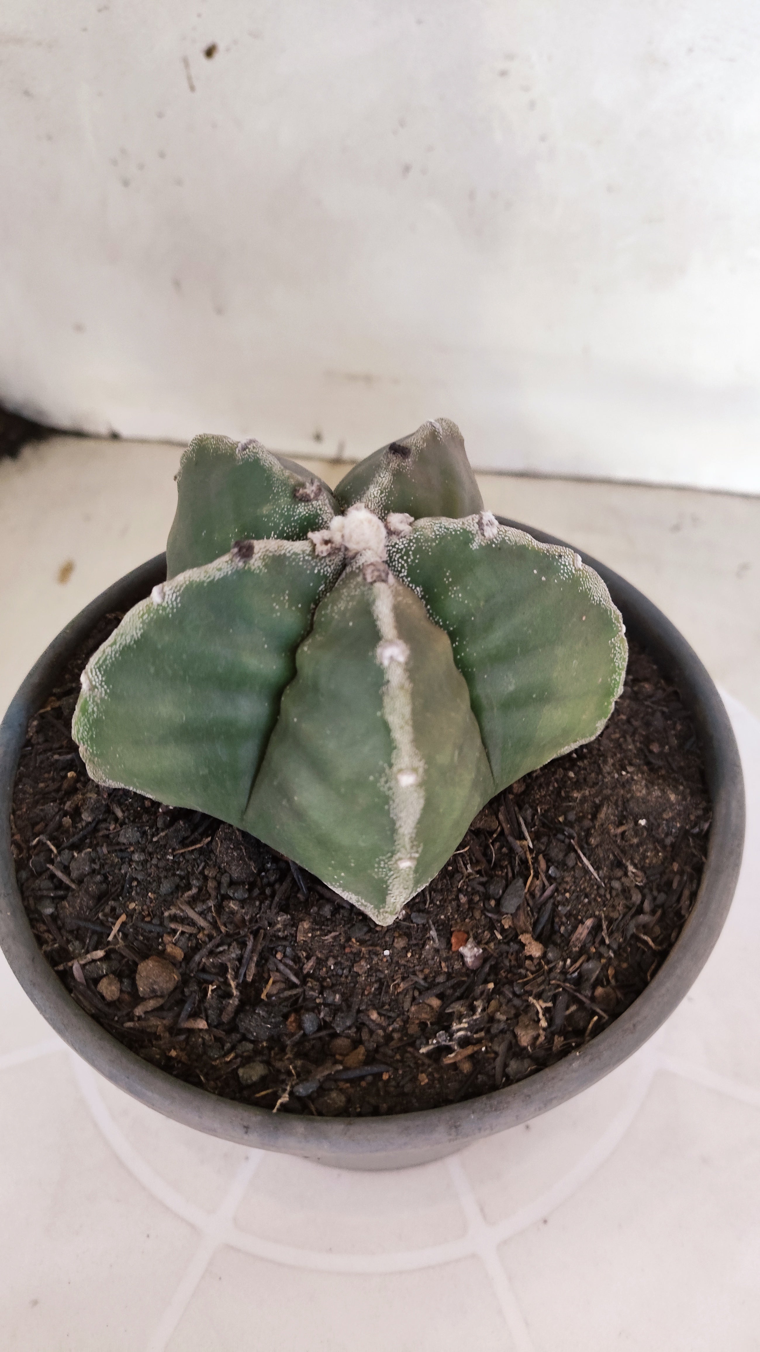 MATRIZ ASTROPHYTUM cv KIKKO  Nº 1301 – vaso 15