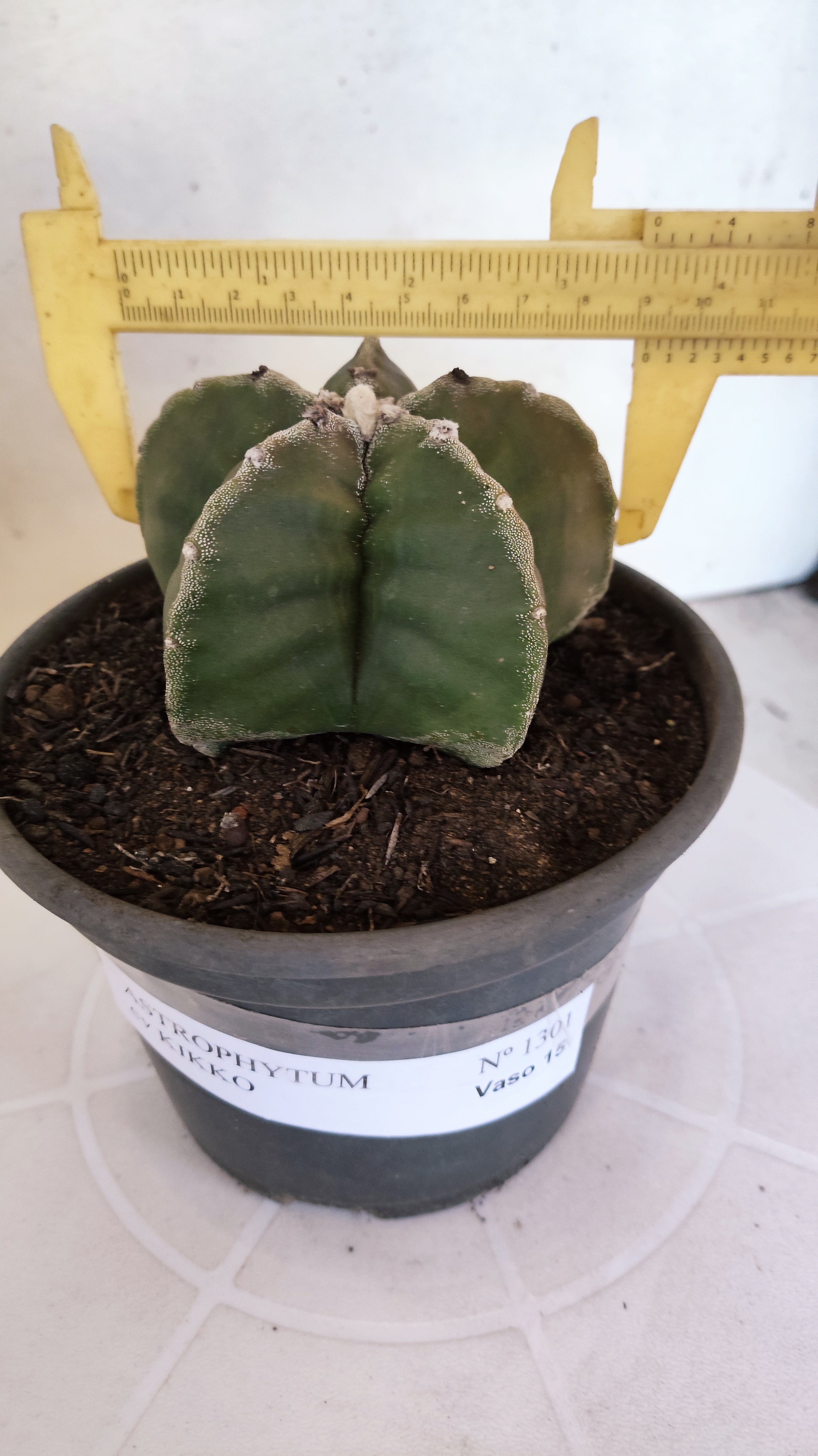 MATRIZ ASTROPHYTUM cv KIKKO  Nº 1301 – vaso 15