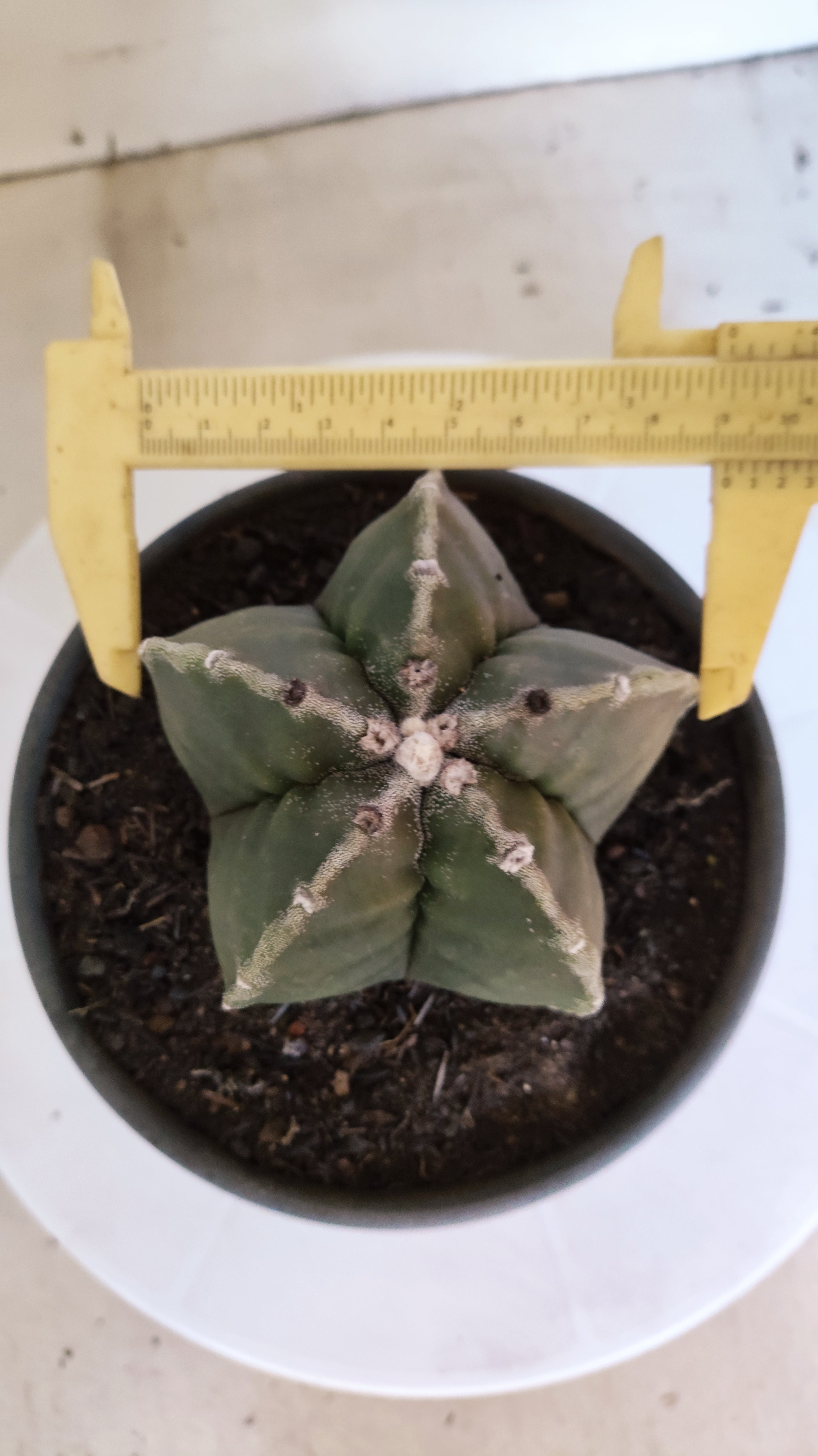 MATRIZ ASTROPHYTUM cv KIKKO  Nº 1301 – vaso 15
