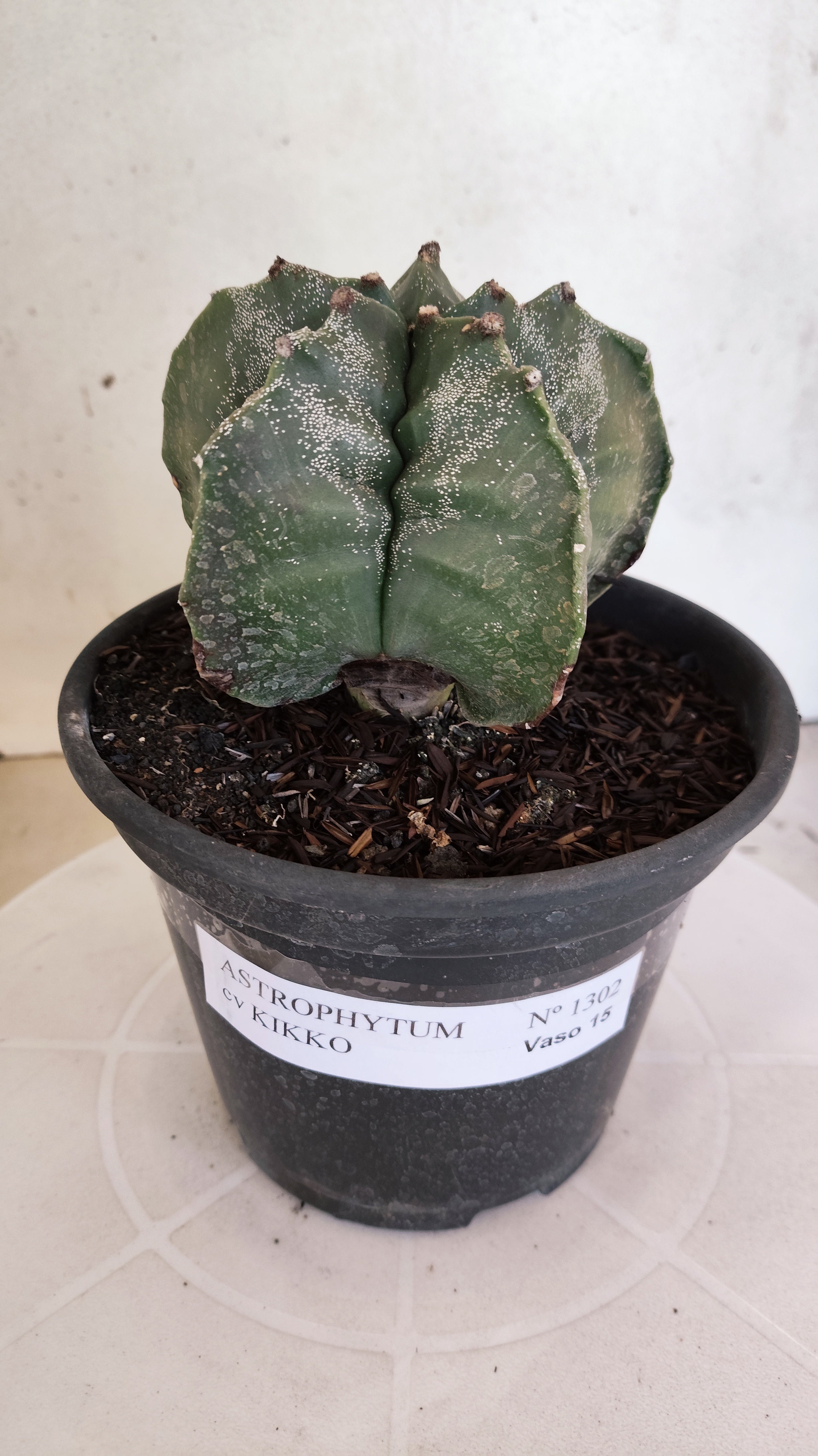 MATRIZ ASTROPHYTUM cv KIKKO  Nº 1302 – vaso 15