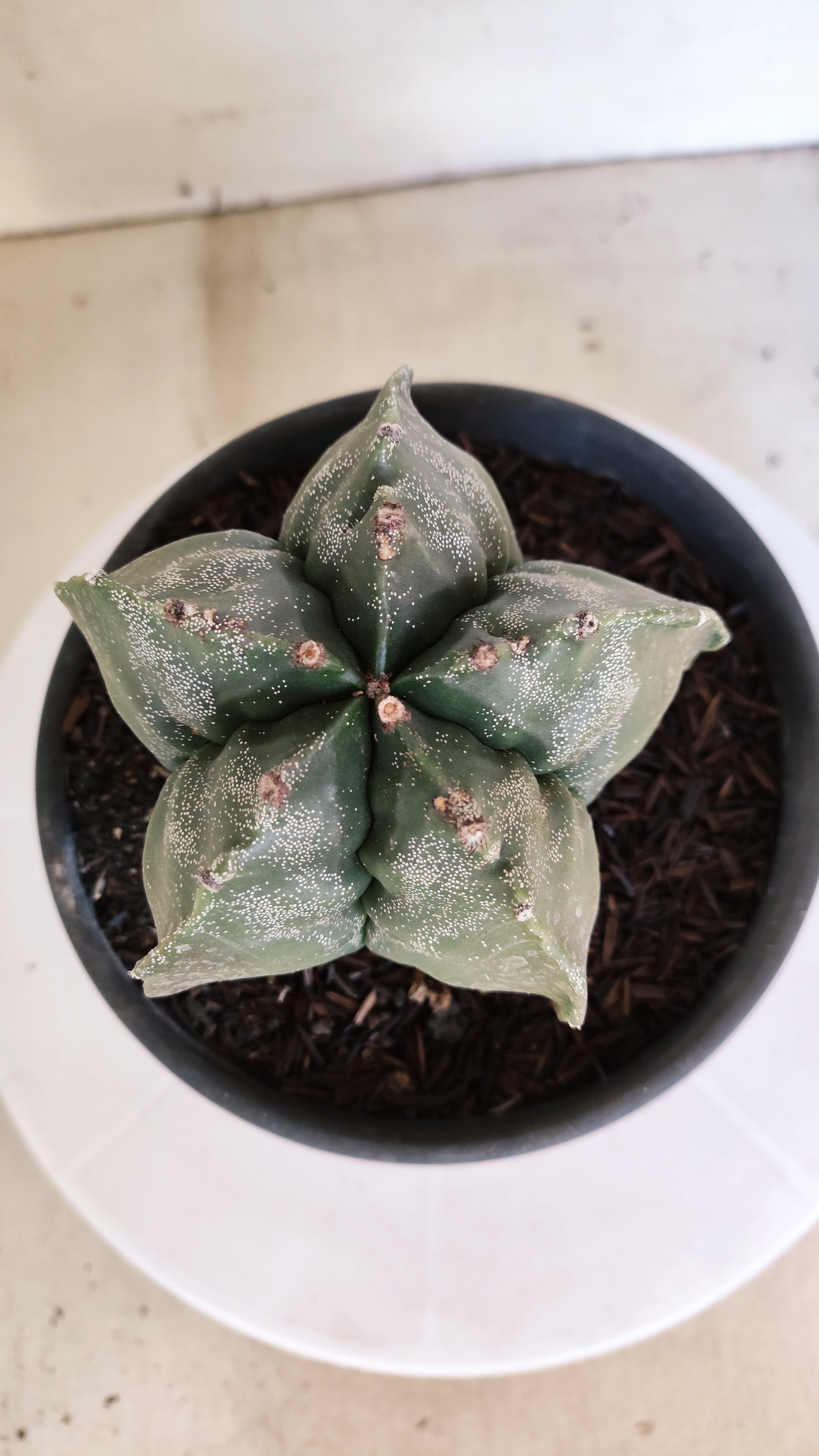 MATRIZ ASTROPHYTUM cv KIKKO  Nº 1302 – vaso 15
