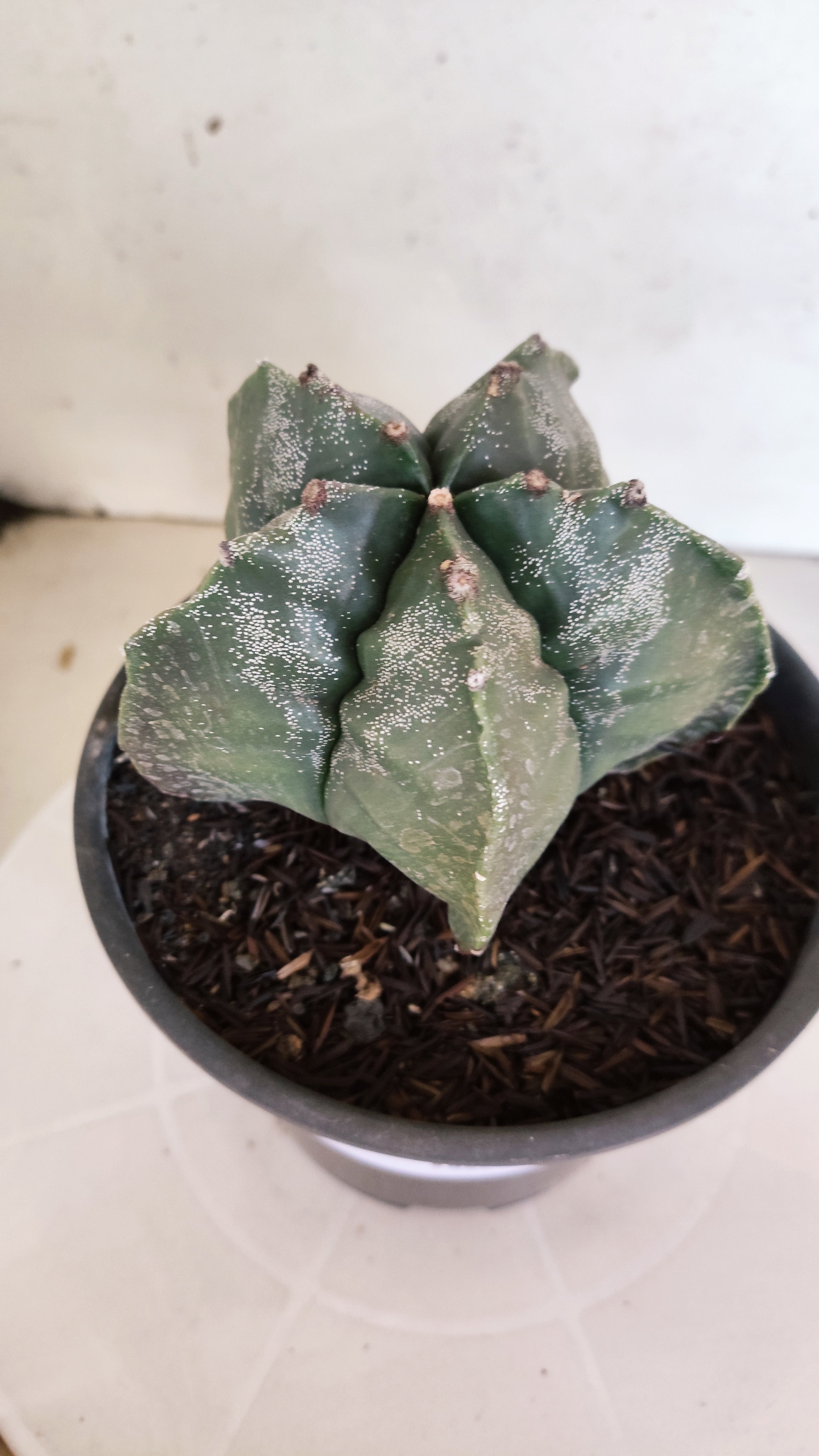 MATRIZ ASTROPHYTUM cv KIKKO  Nº 1302 – vaso 15