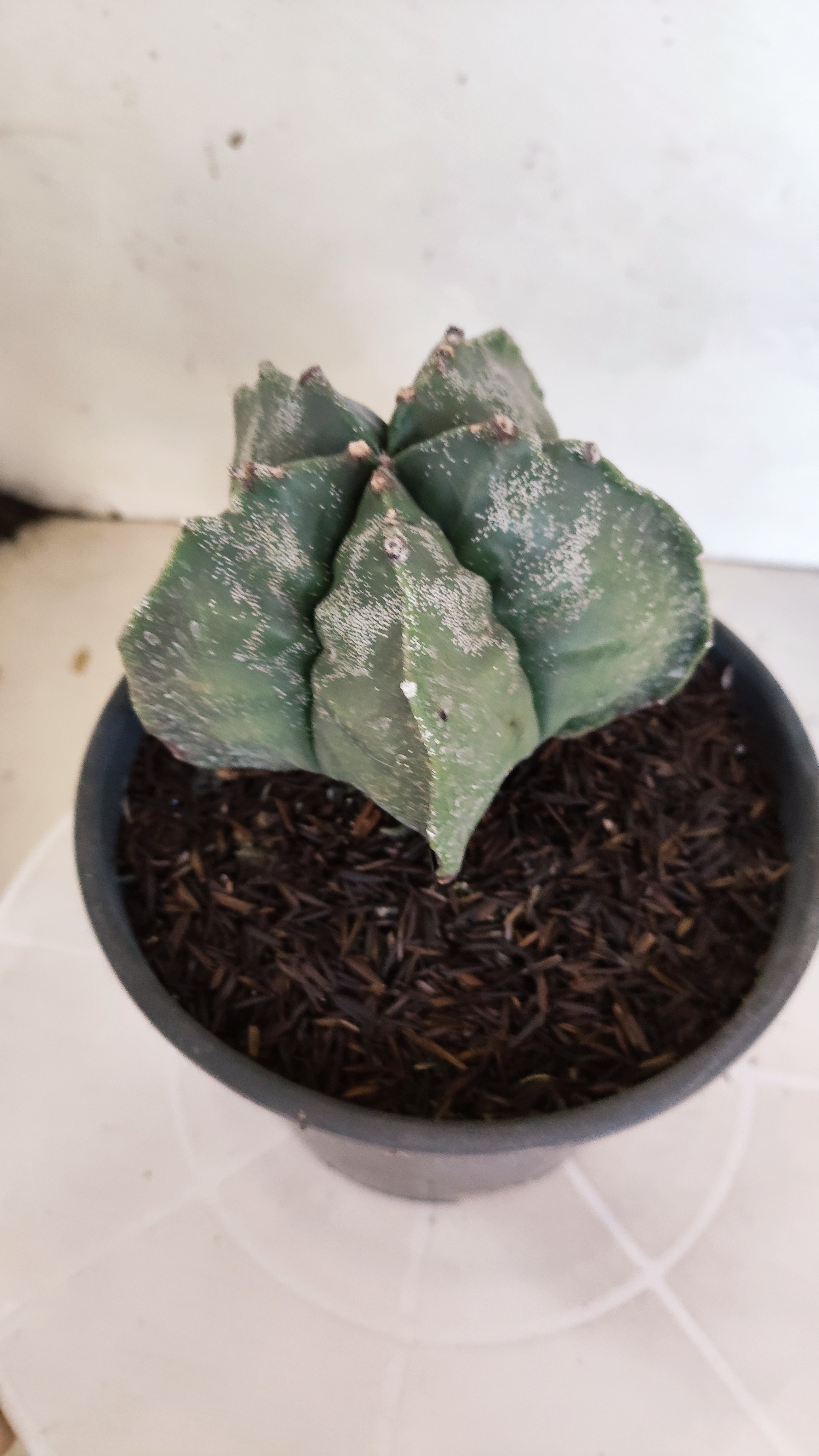 MATRIZ ASTROPHYTUM cv KIKKO  Nº 1302 – vaso 15