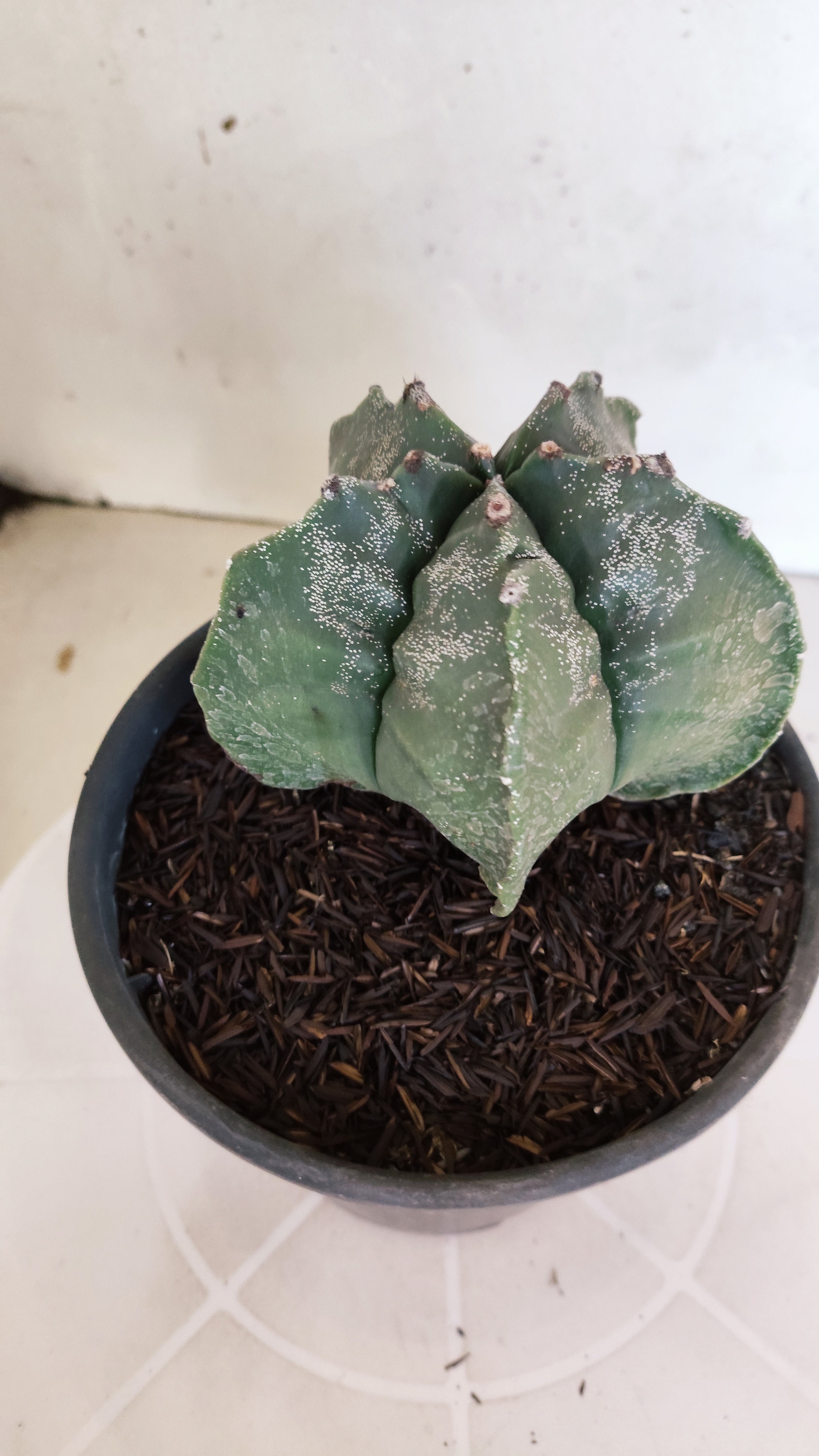 MATRIZ ASTROPHYTUM cv KIKKO  Nº 1302 – vaso 15
