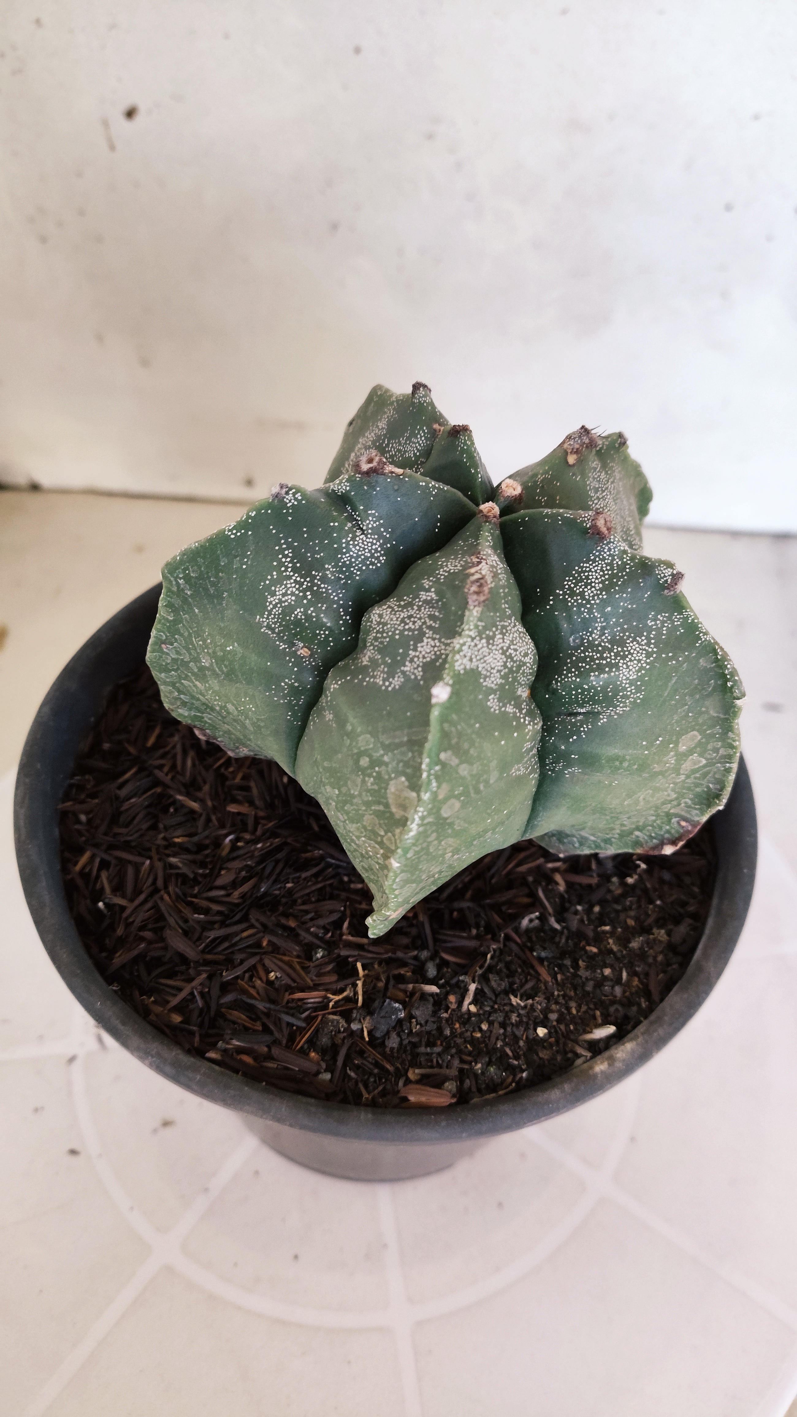 MATRIZ ASTROPHYTUM cv KIKKO  Nº 1302 – vaso 15