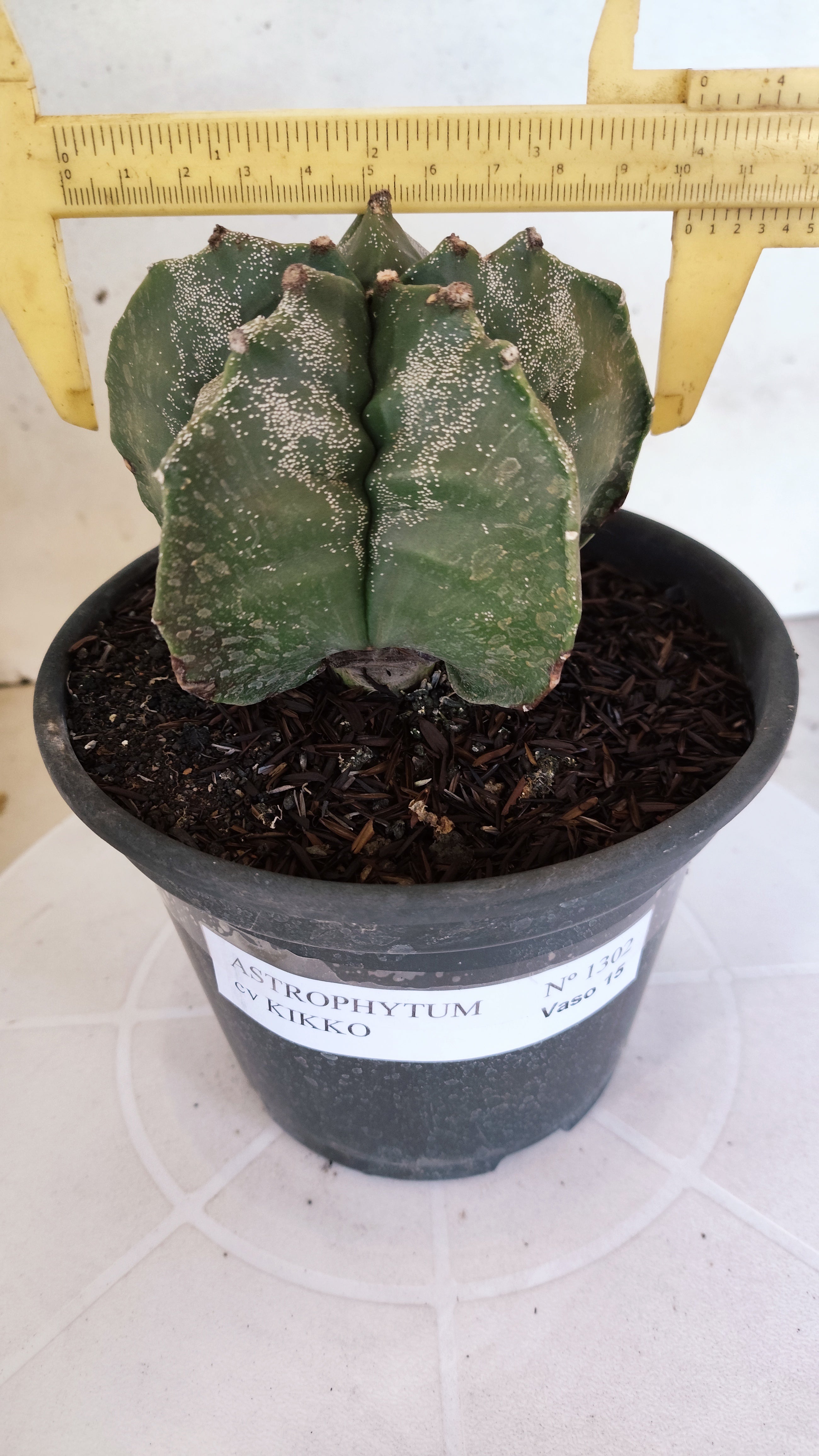 MATRIZ ASTROPHYTUM cv KIKKO  Nº 1302 – vaso 15