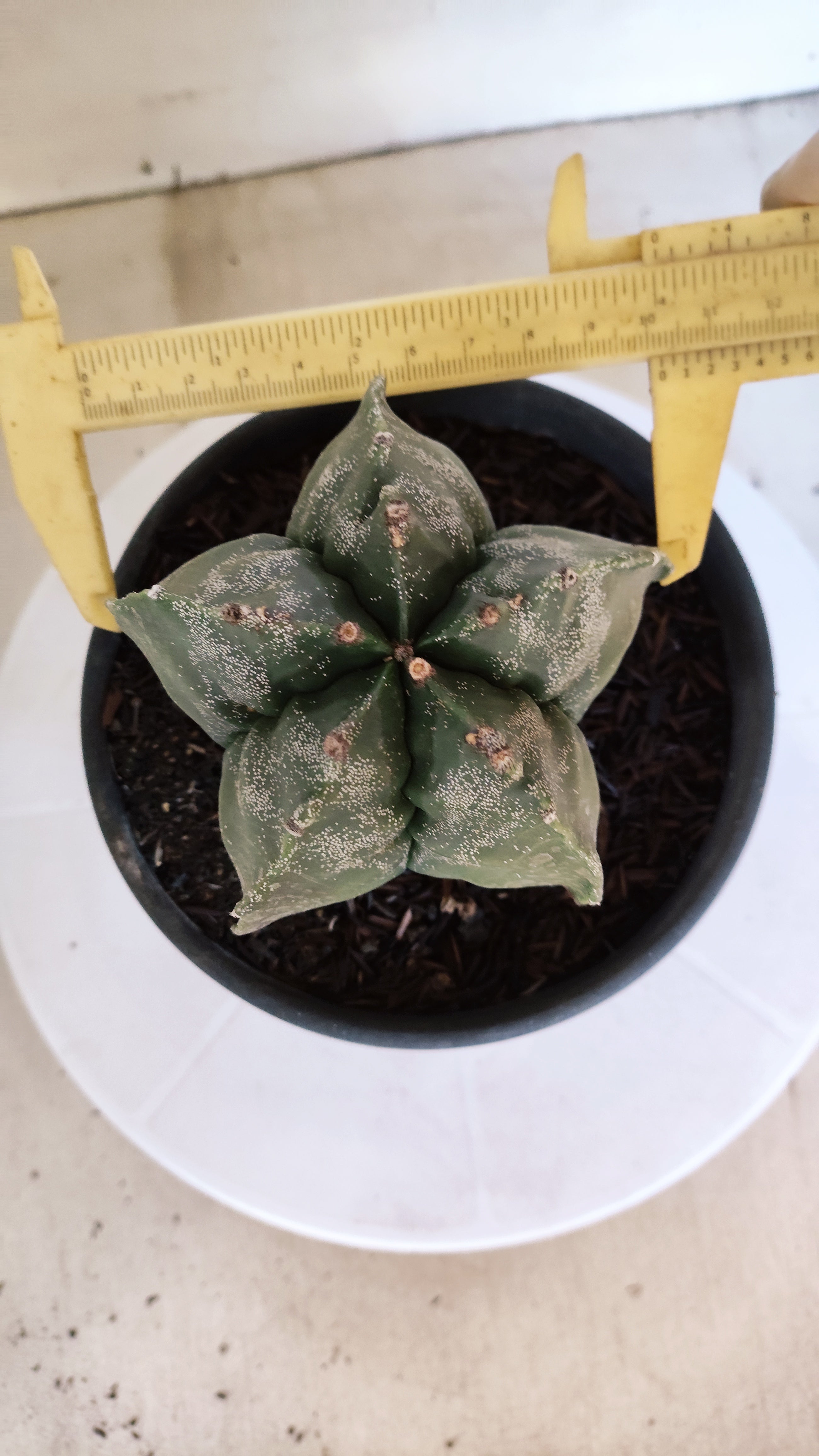MATRIZ ASTROPHYTUM cv KIKKO  Nº 1302 – vaso 15