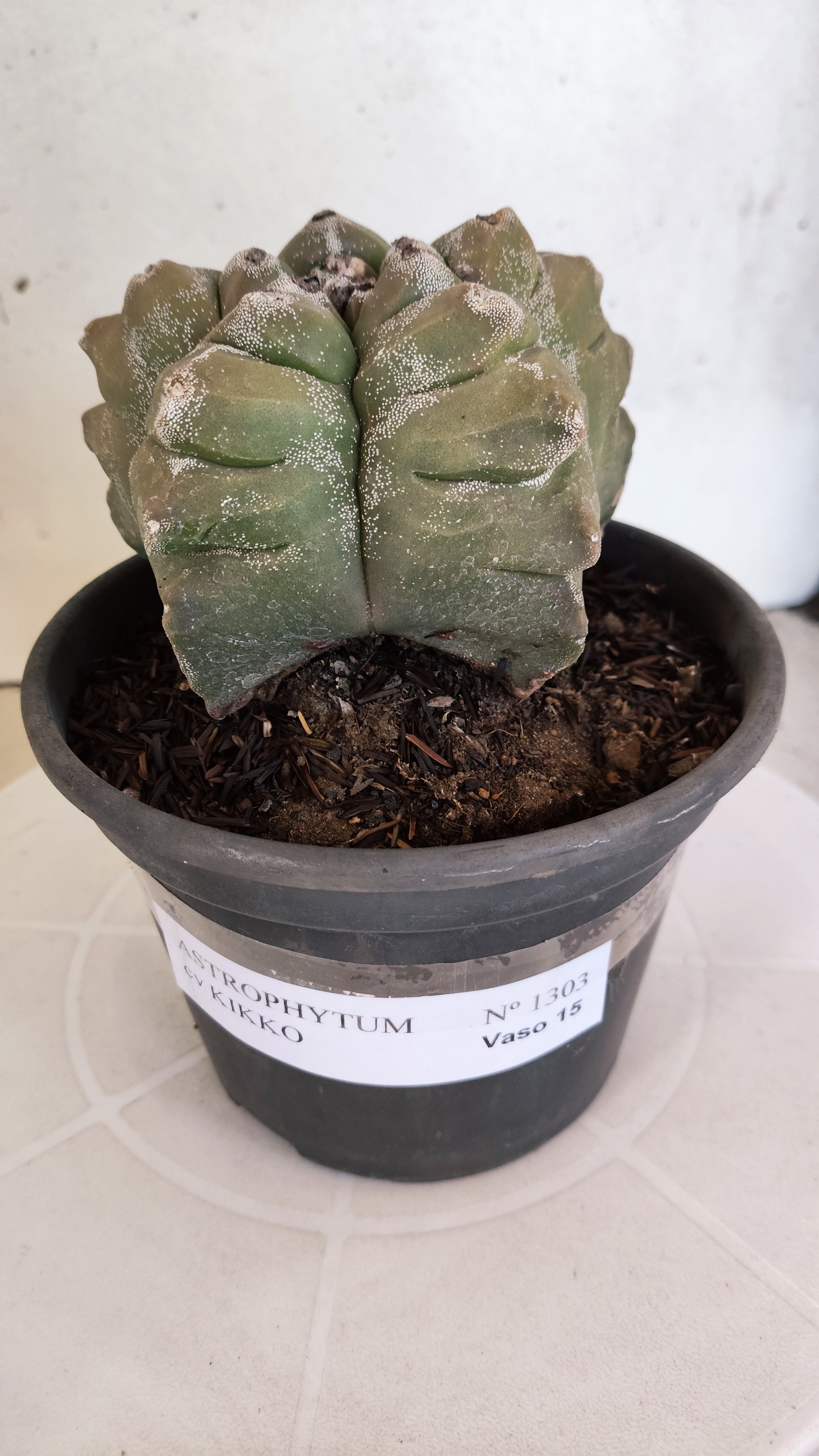 MATRIZ ASTROPHYTUM cv KIKKO  Nº 1303 – vaso 15