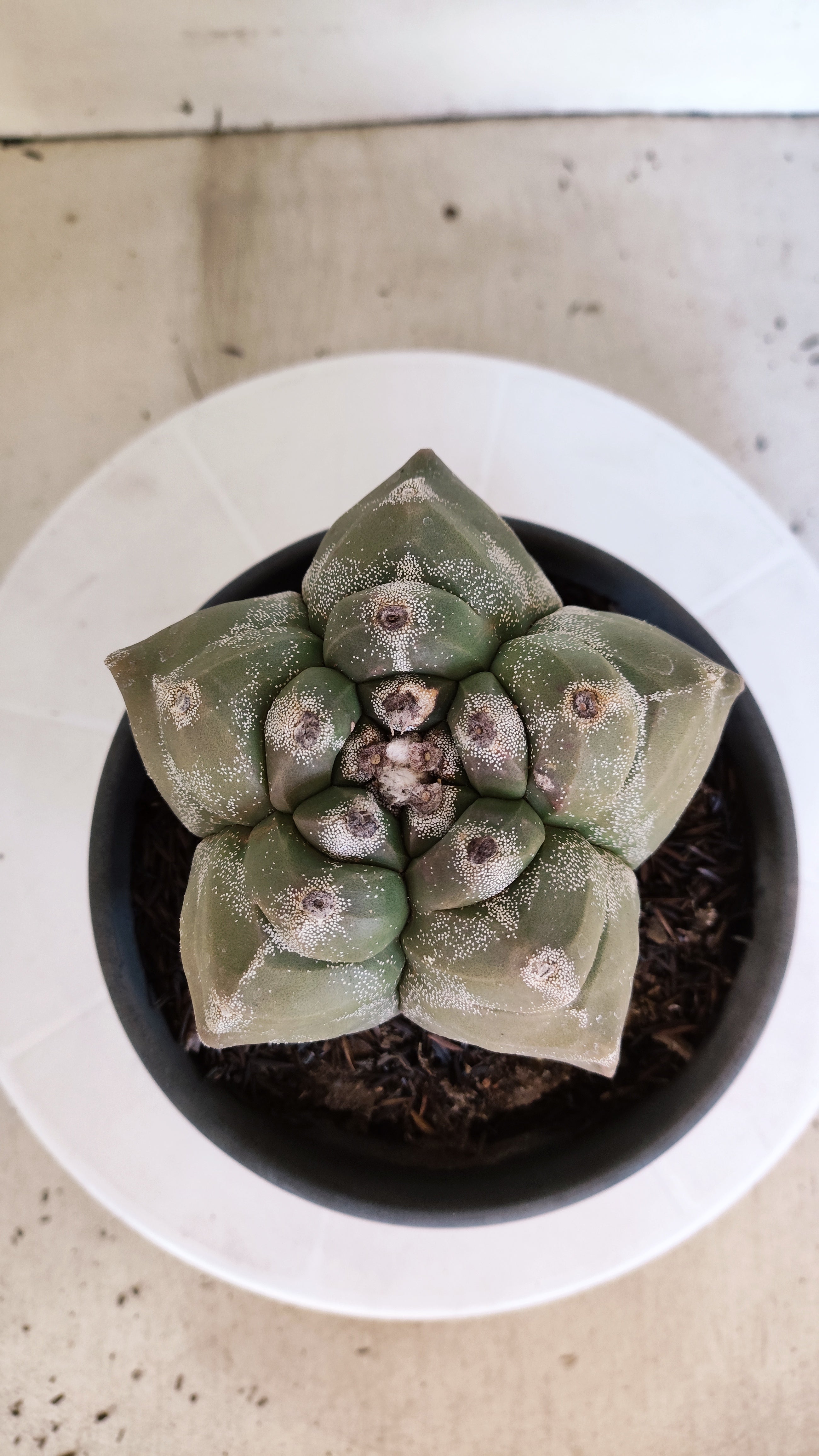 MATRIZ ASTROPHYTUM cv KIKKO  Nº 1303 – vaso 15