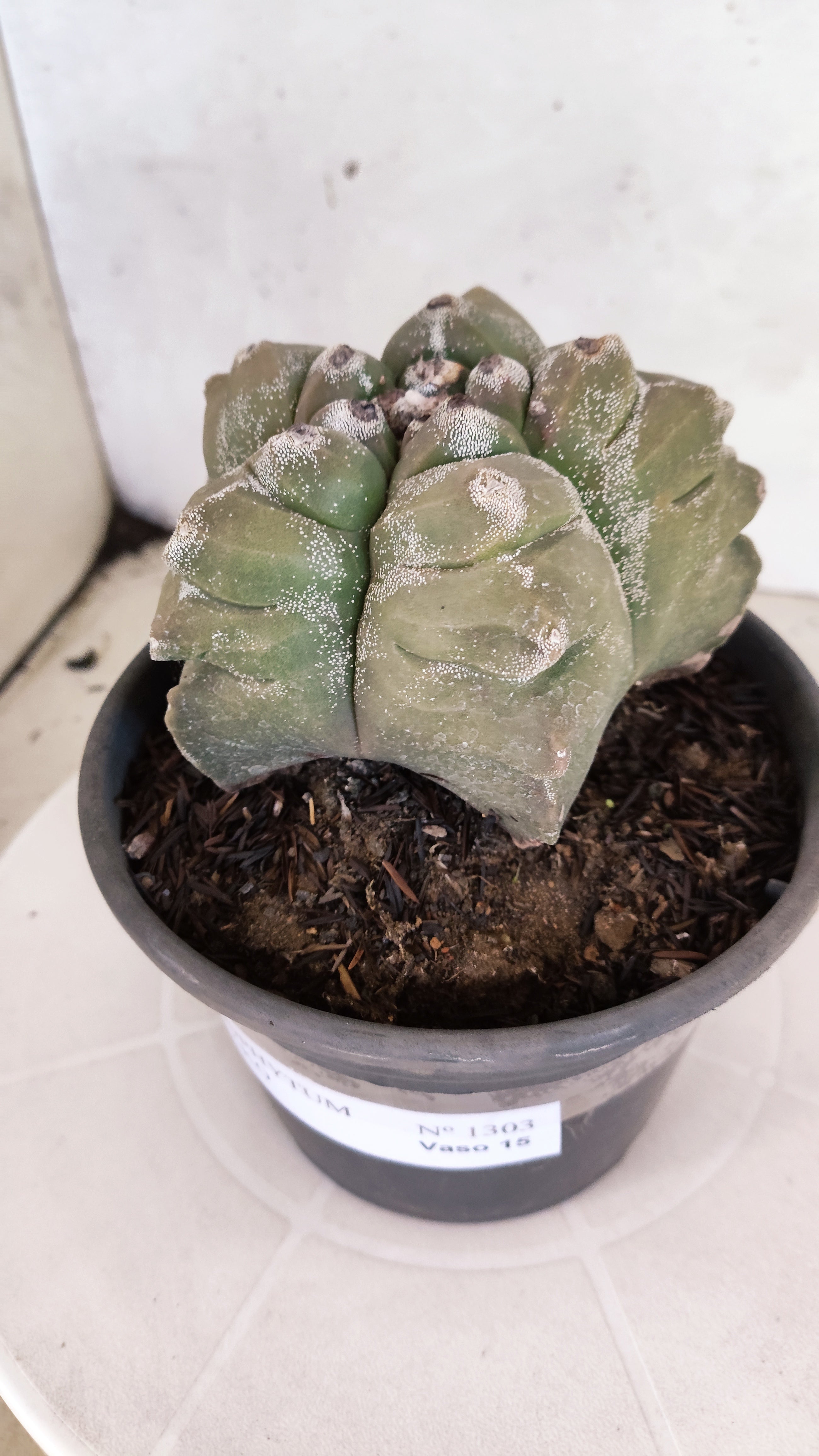 MATRIZ ASTROPHYTUM cv KIKKO  Nº 1303 – vaso 15