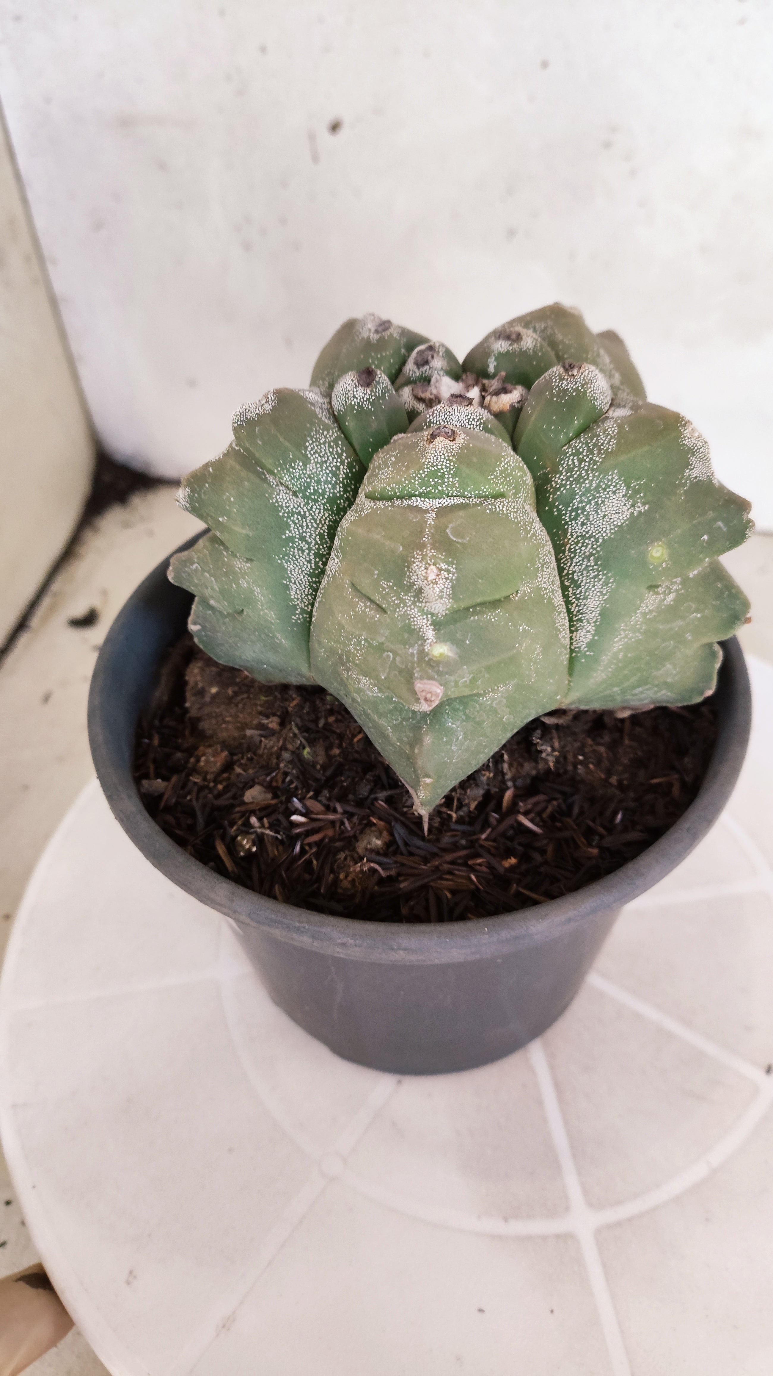 MATRIZ ASTROPHYTUM cv KIKKO  Nº 1303 – vaso 15