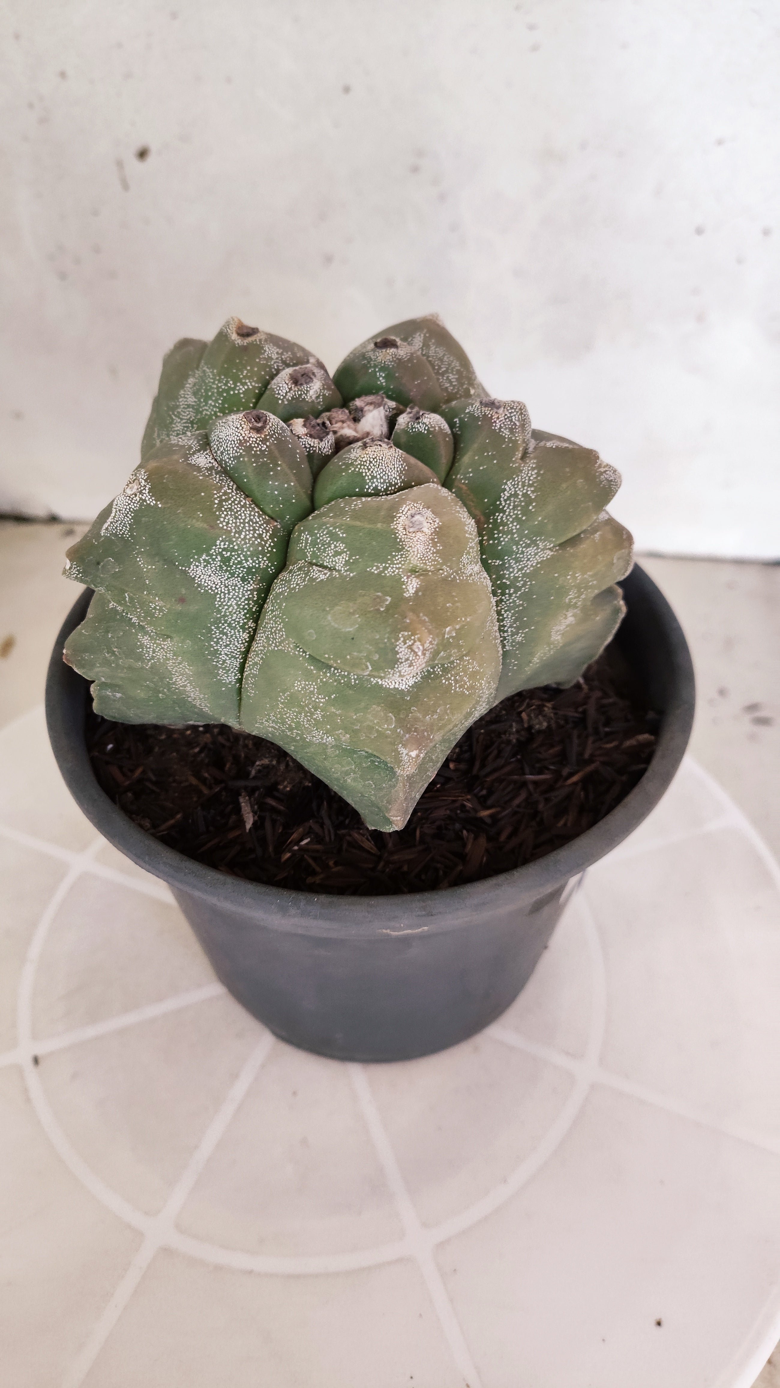 MATRIZ ASTROPHYTUM cv KIKKO  Nº 1303 – vaso 15