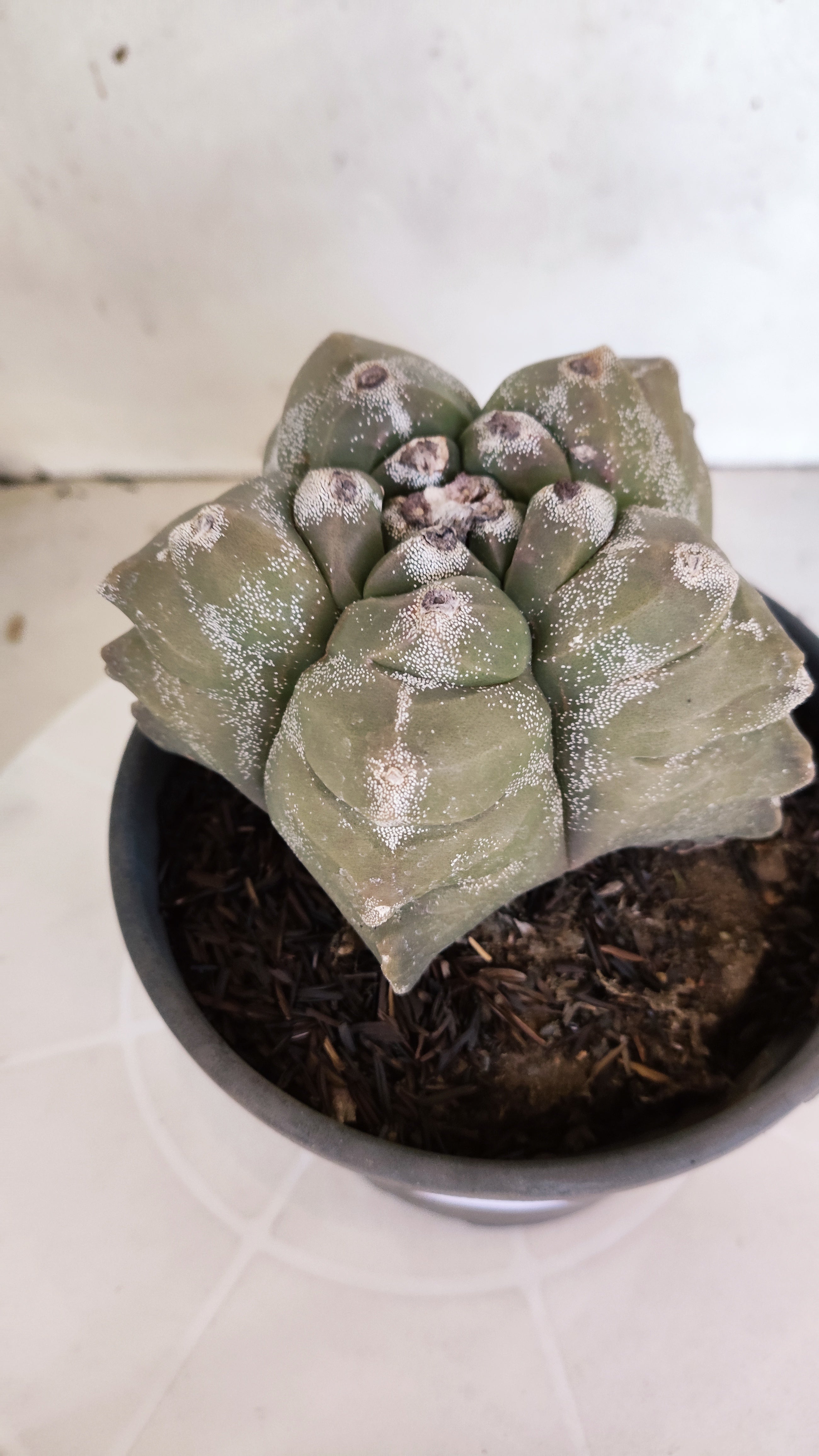 MATRIZ ASTROPHYTUM cv KIKKO  Nº 1303 – vaso 15
