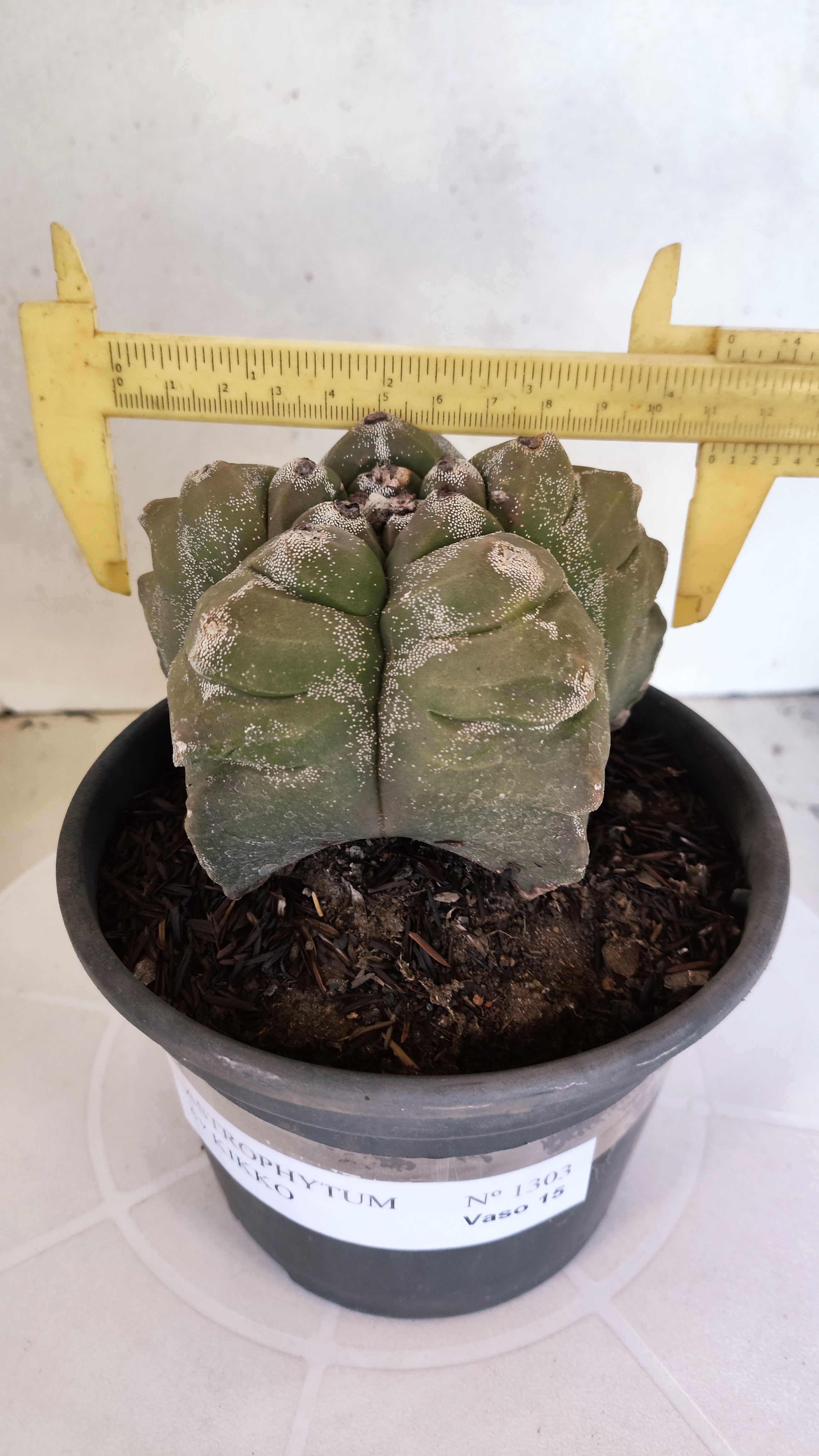 MATRIZ ASTROPHYTUM cv KIKKO  Nº 1303 – vaso 15