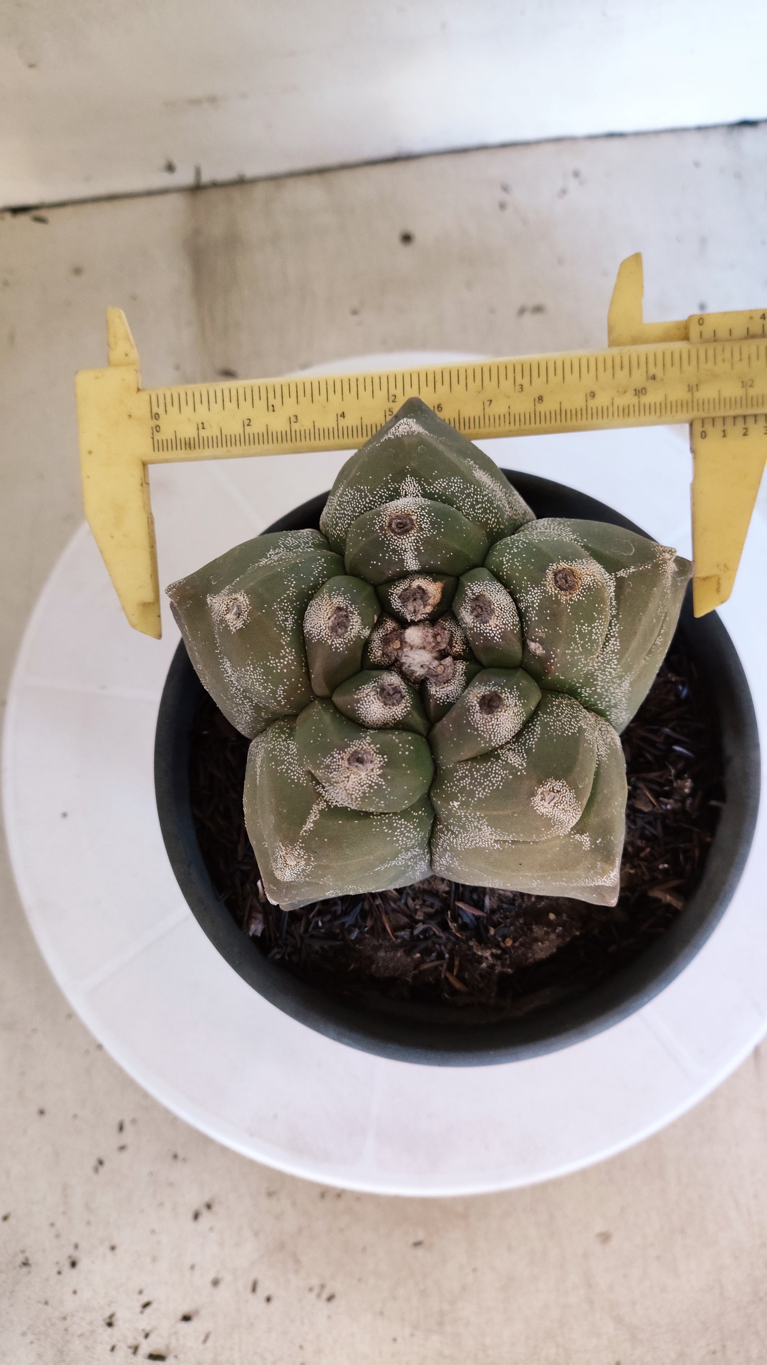 MATRIZ ASTROPHYTUM cv KIKKO  Nº 1303 – vaso 15