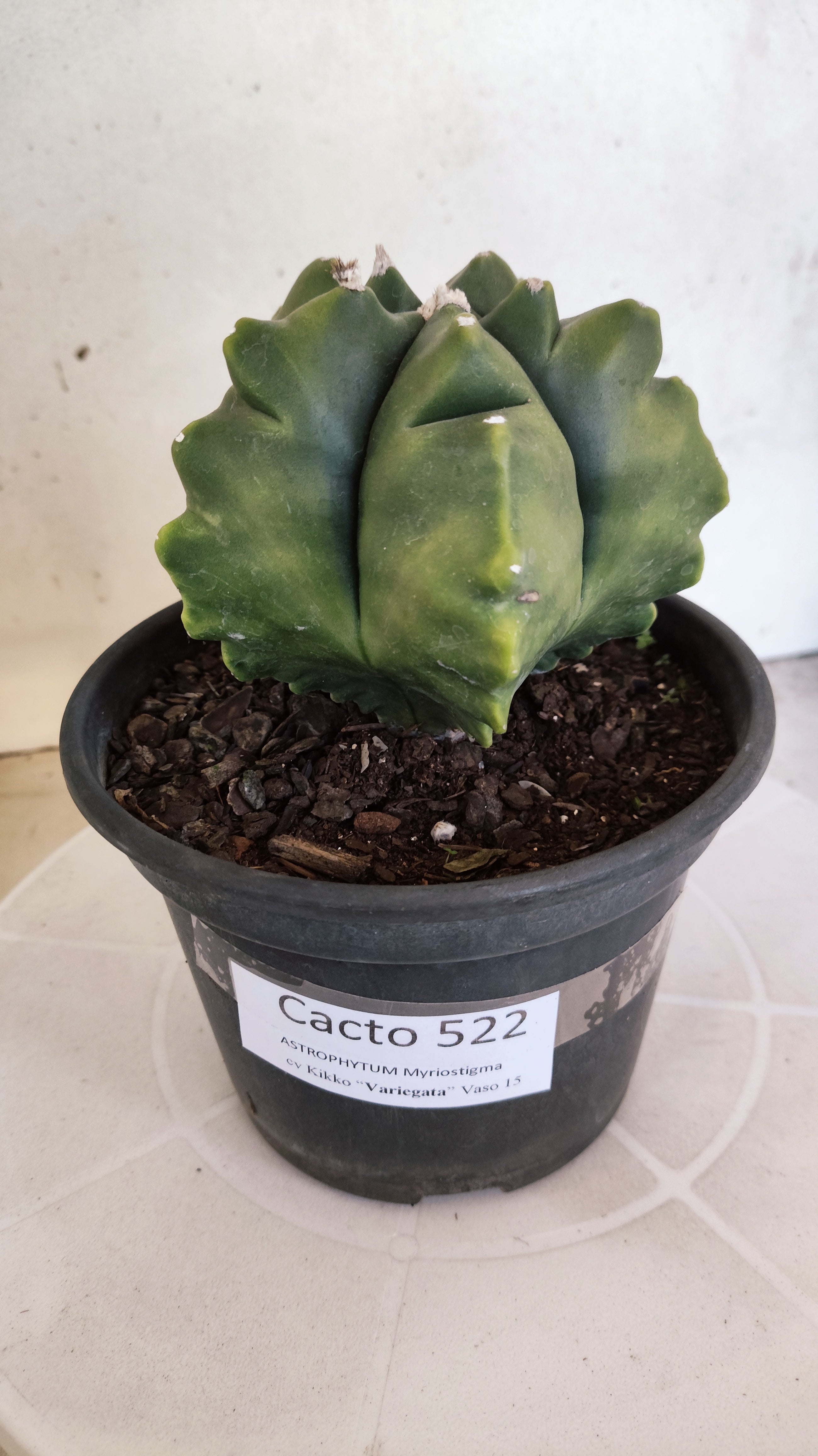 MATRIZ ASTROPHYTUM cv KIKKO "Variegata"  Nº 522 – vaso 15