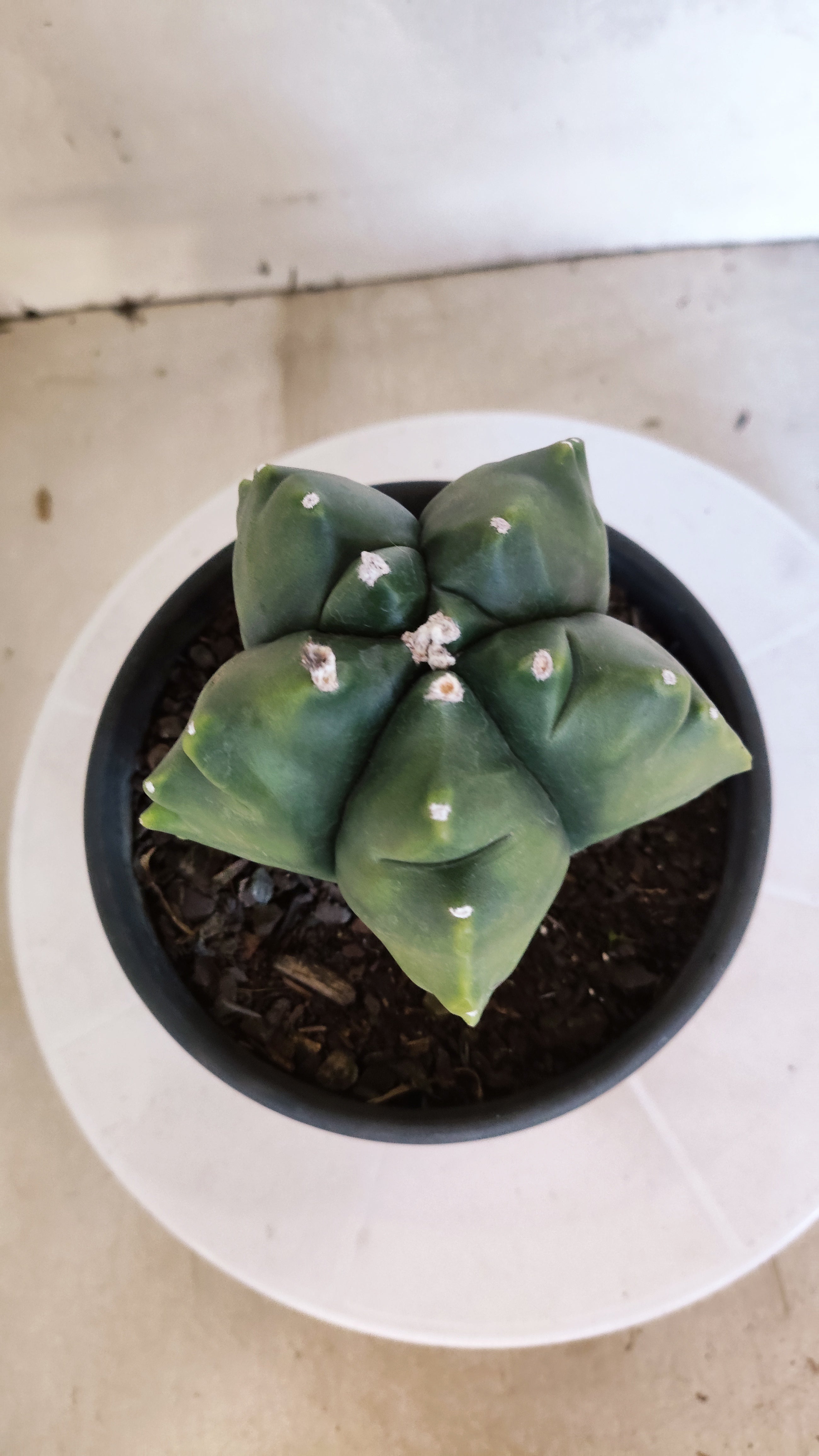 MATRIZ ASTROPHYTUM cv KIKKO "Variegata"  Nº 522 – vaso 15