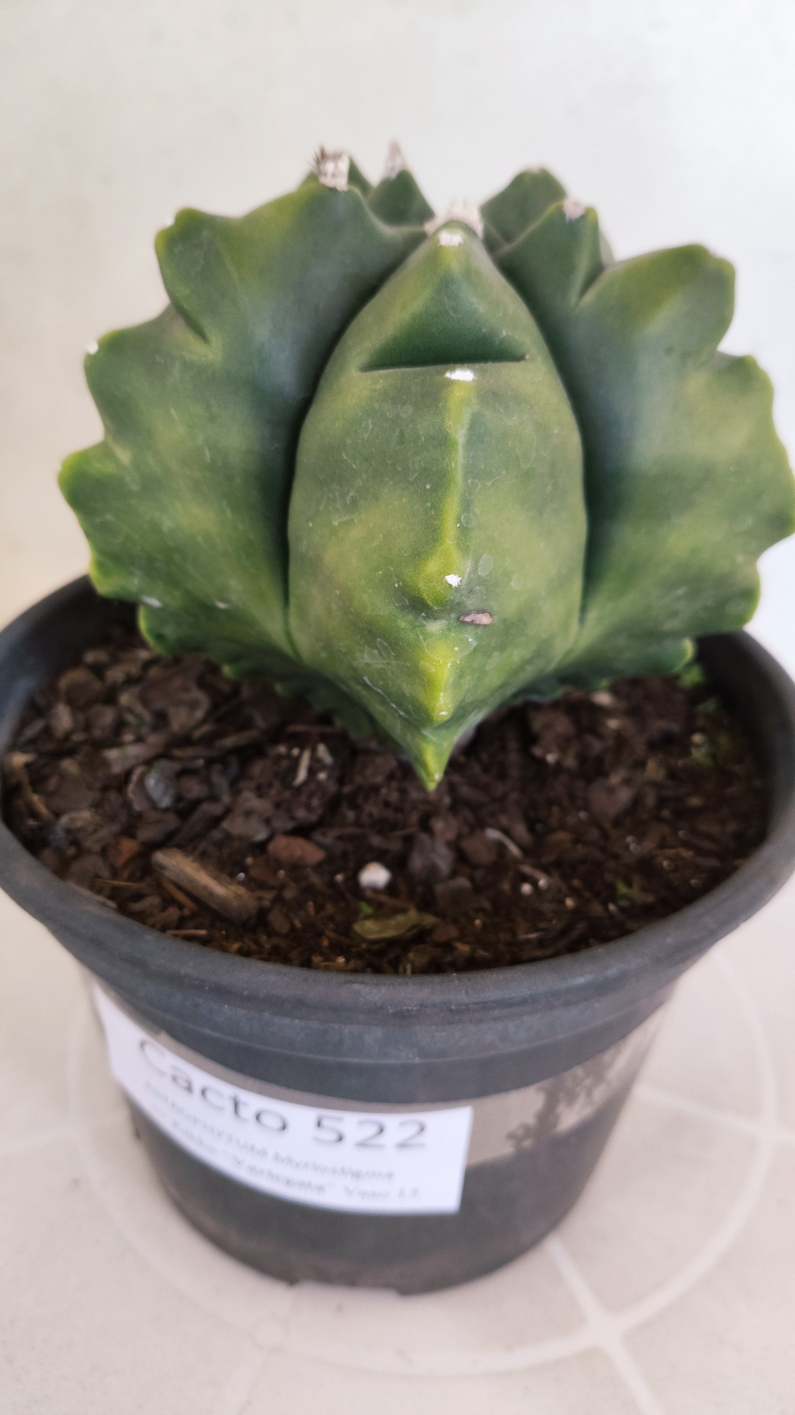 MATRIZ ASTROPHYTUM cv KIKKO "Variegata"  Nº 522 – vaso 15
