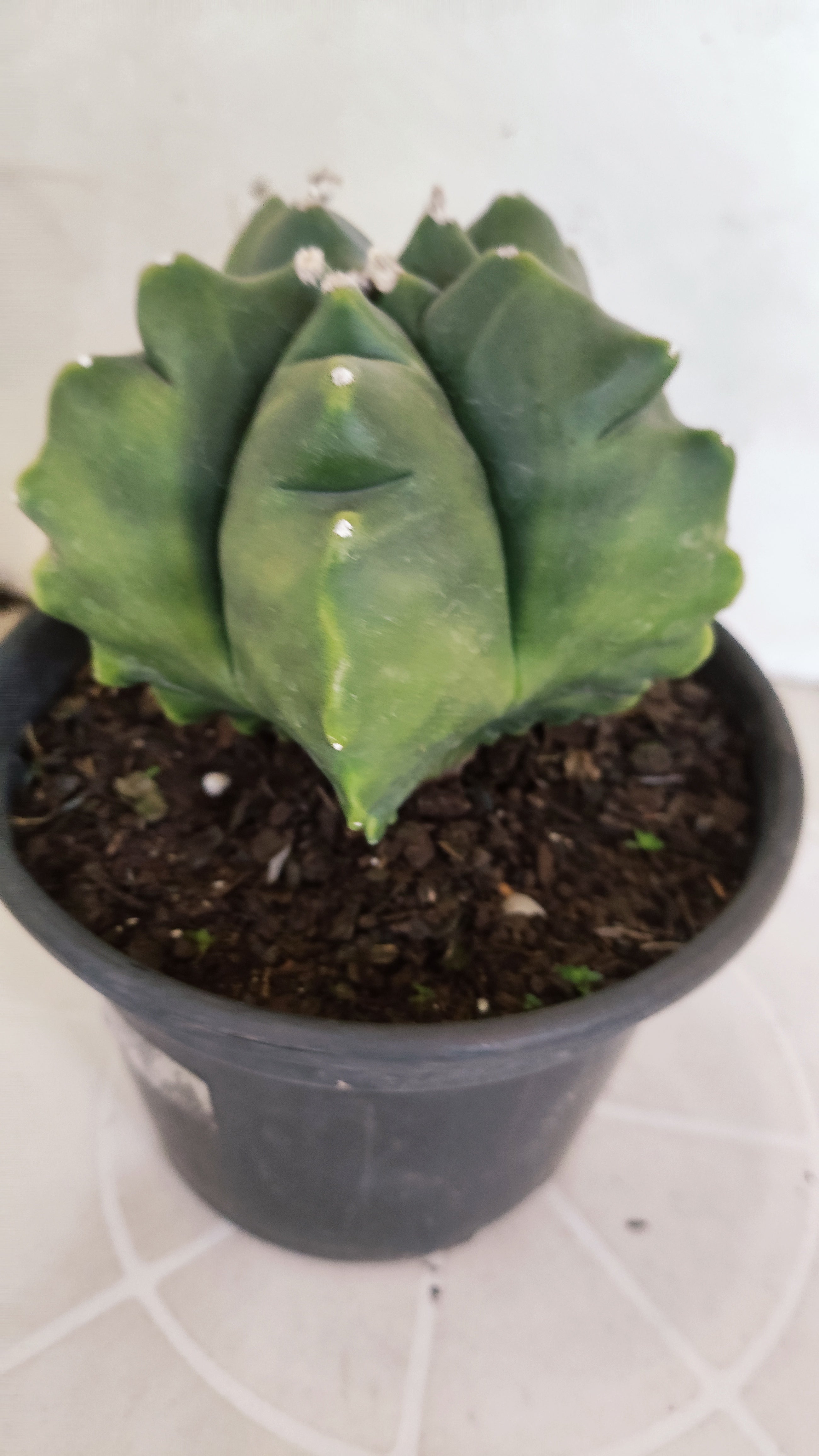 MATRIZ ASTROPHYTUM cv KIKKO "Variegata"  Nº 522 – vaso 15