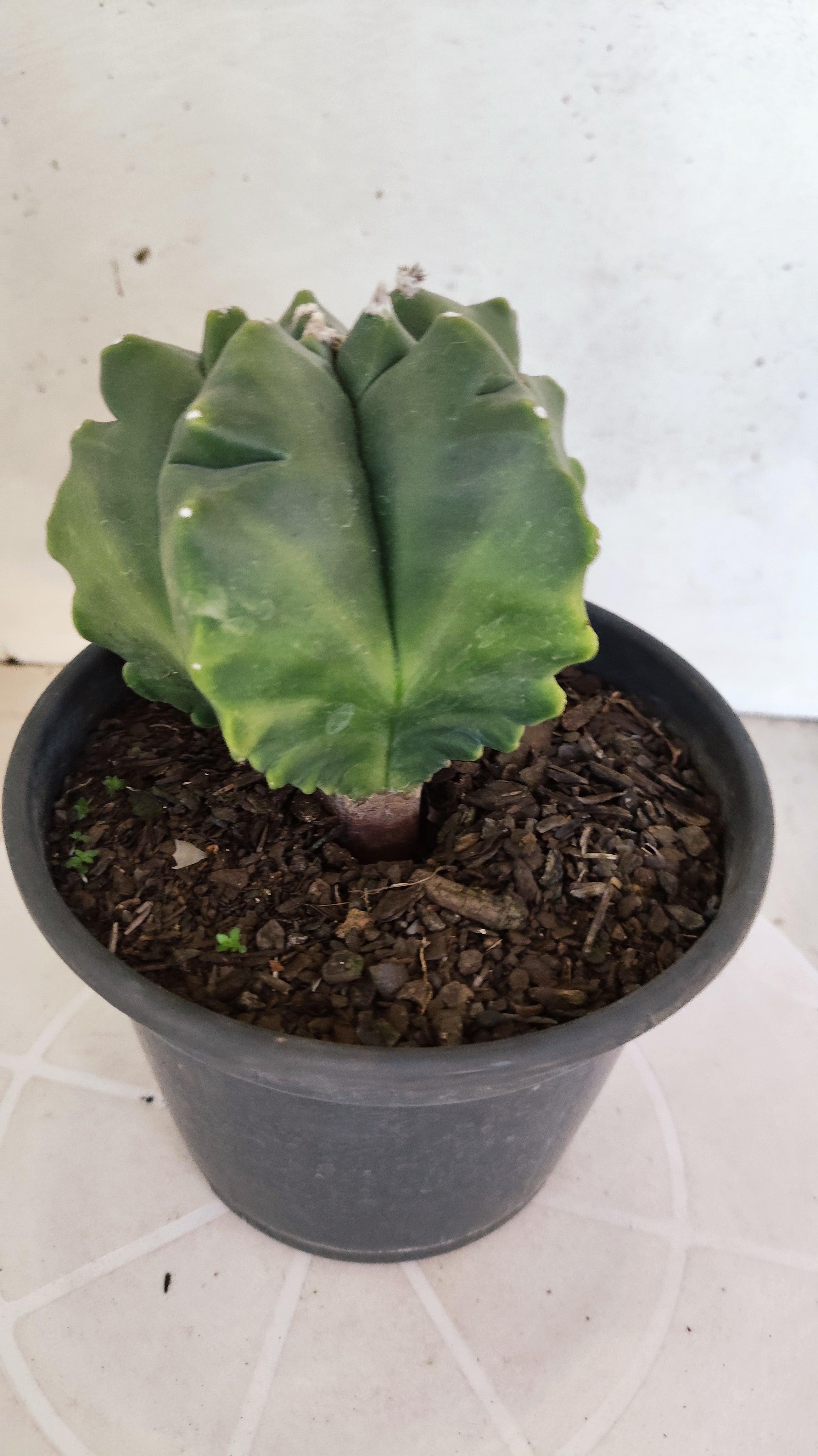 MATRIZ ASTROPHYTUM cv KIKKO "Variegata"  Nº 522 – vaso 15