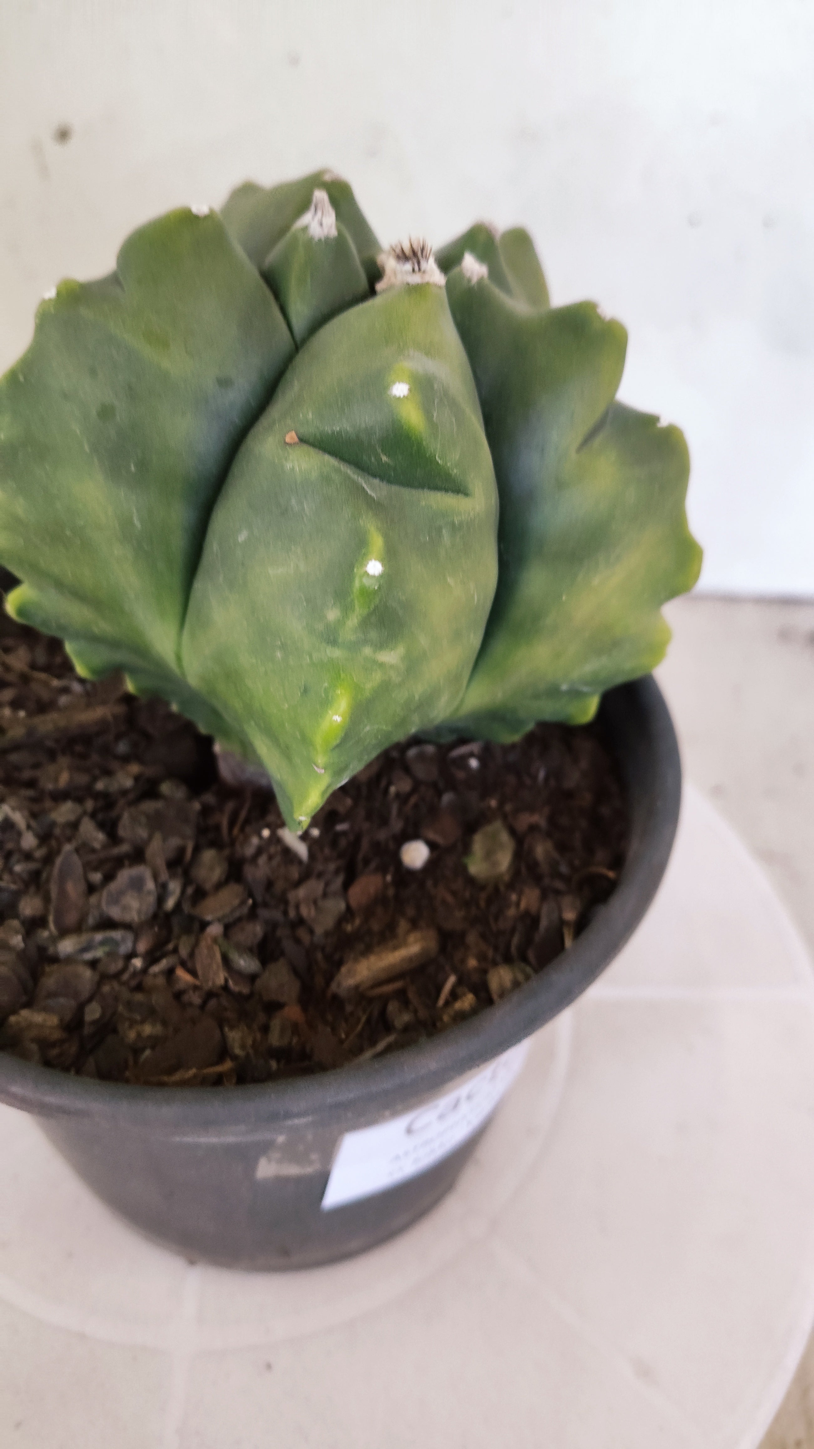MATRIZ ASTROPHYTUM cv KIKKO "Variegata"  Nº 522 – vaso 15