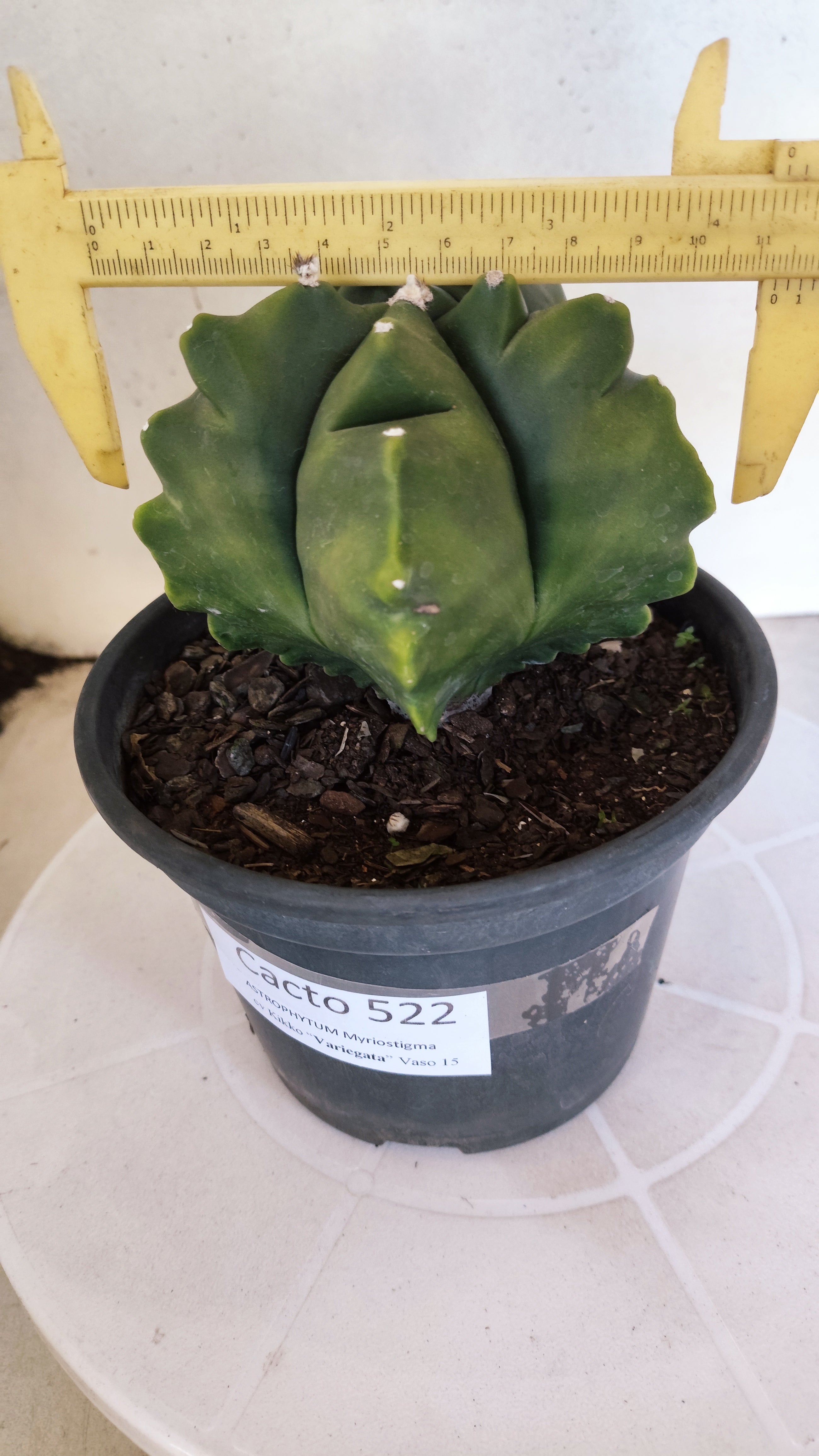 MATRIZ ASTROPHYTUM cv KIKKO "Variegata"  Nº 522 – vaso 15