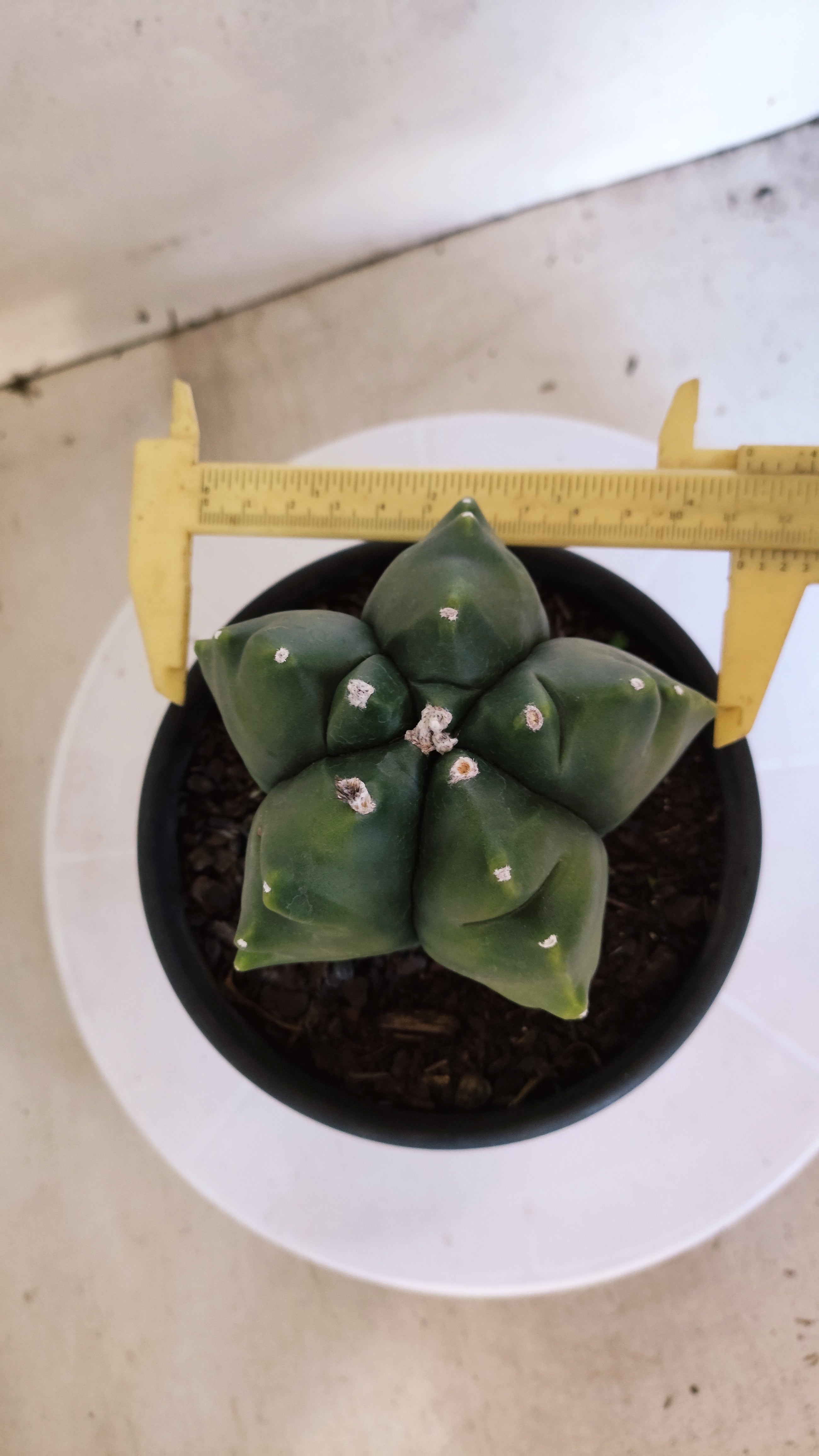 MATRIZ ASTROPHYTUM cv KIKKO "Variegata"  Nº 522 – vaso 15