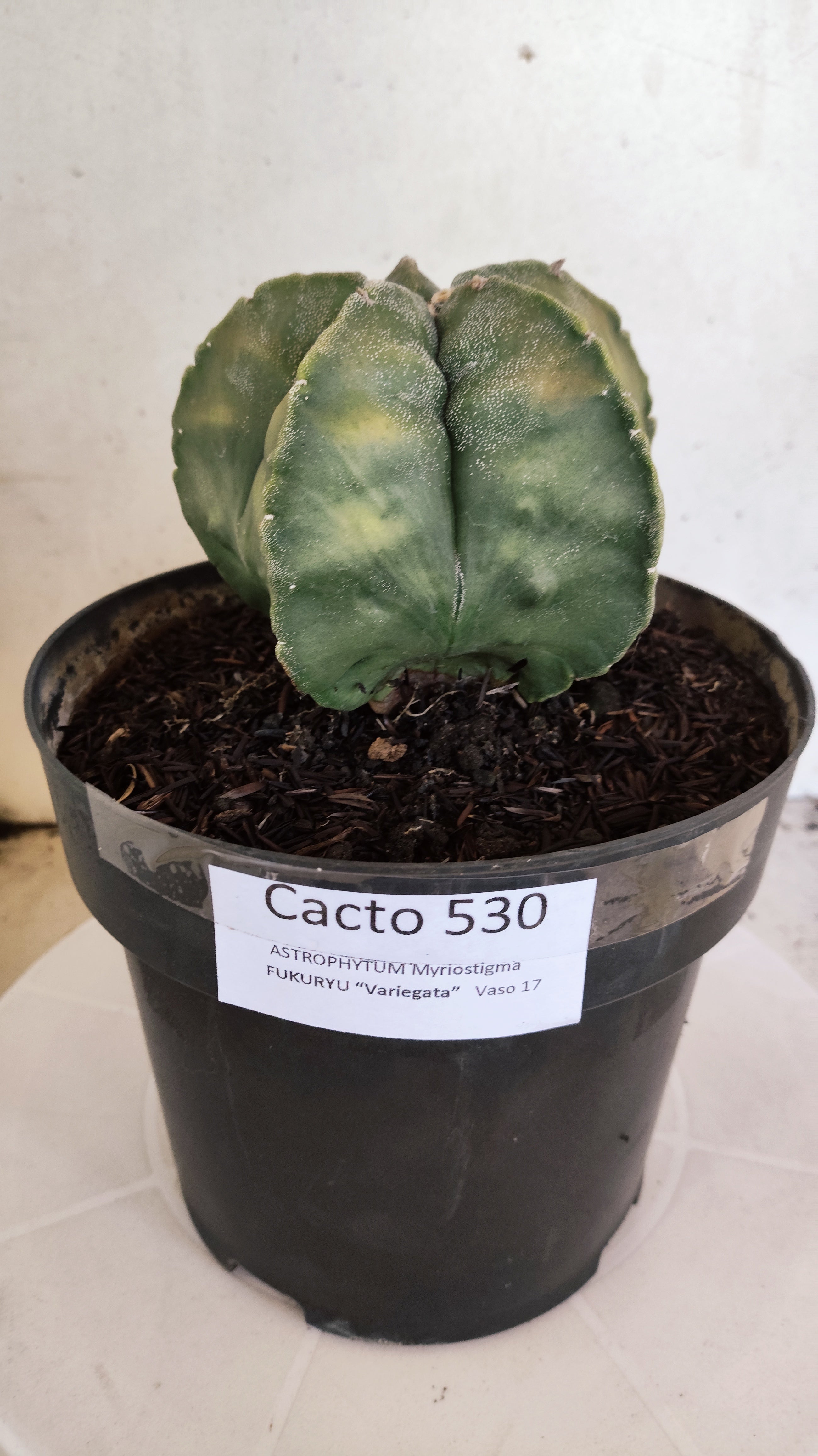 ASTROPHYTUM Myriostigma FUKURYU "Variegata" Nº 530 – vaso 15