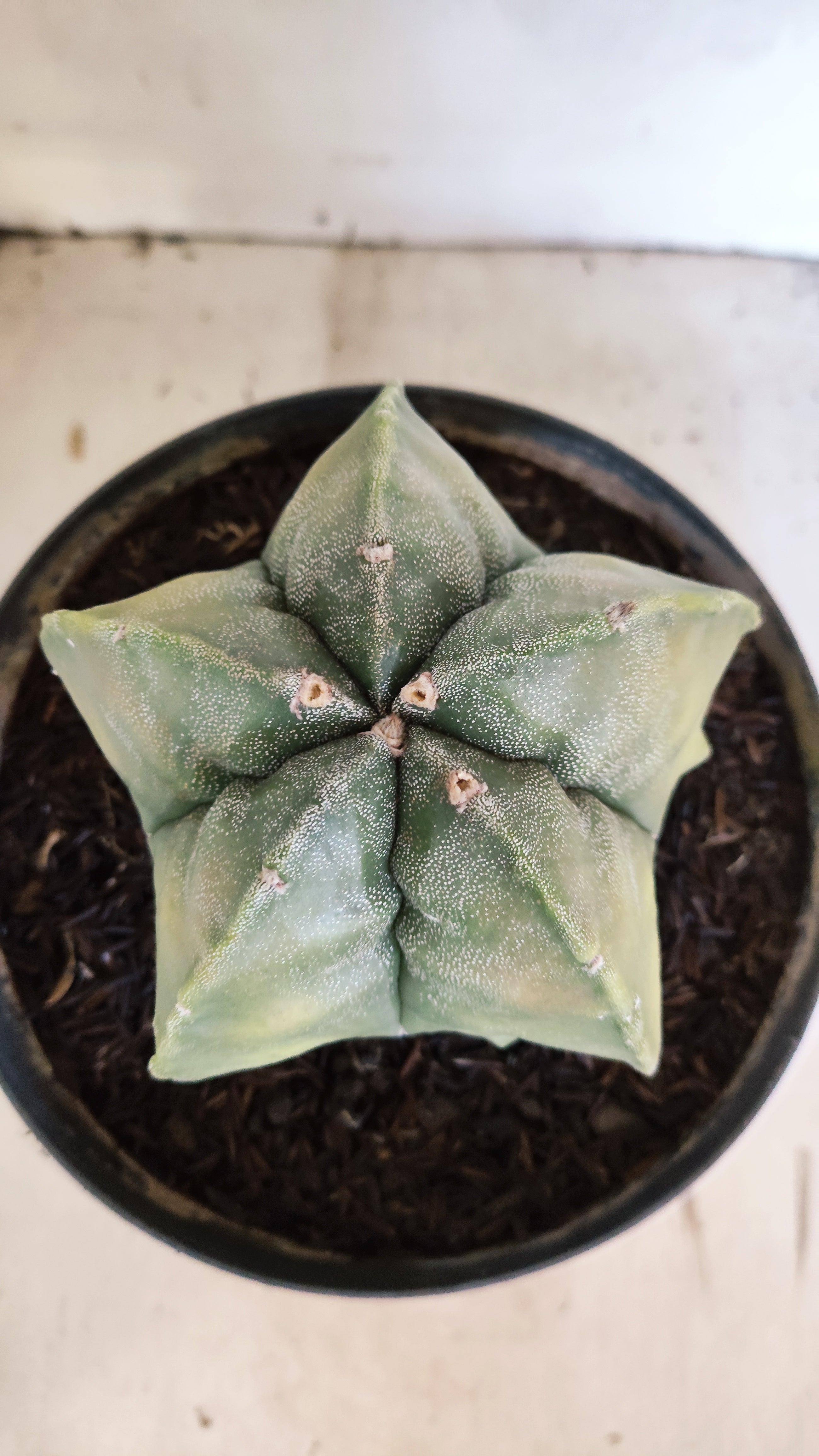 ASTROPHYTUM Myriostigma FUKURYU "Variegata" Nº 530 – vaso 15